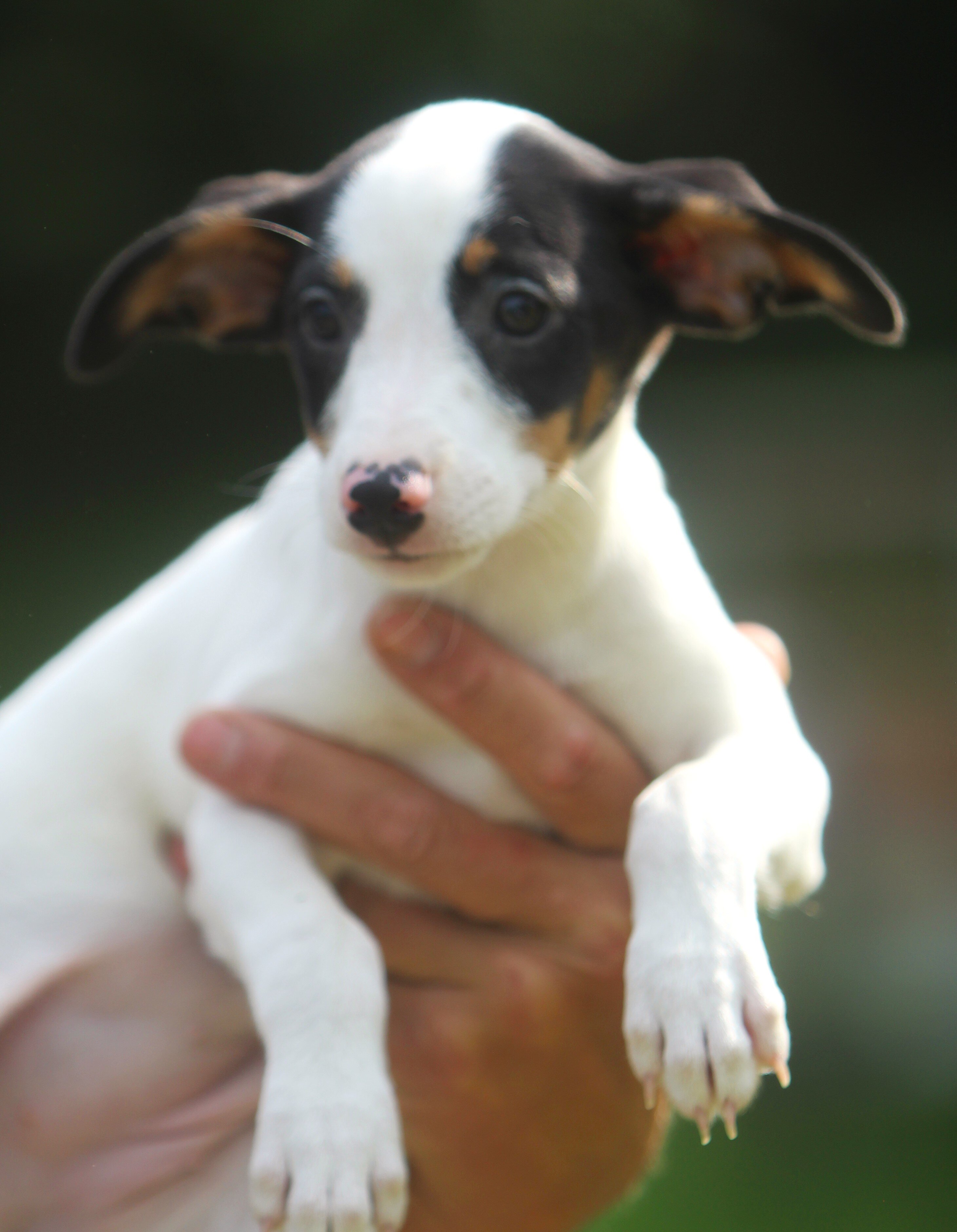 Jack Russell/Fox Terrier Pups image 5