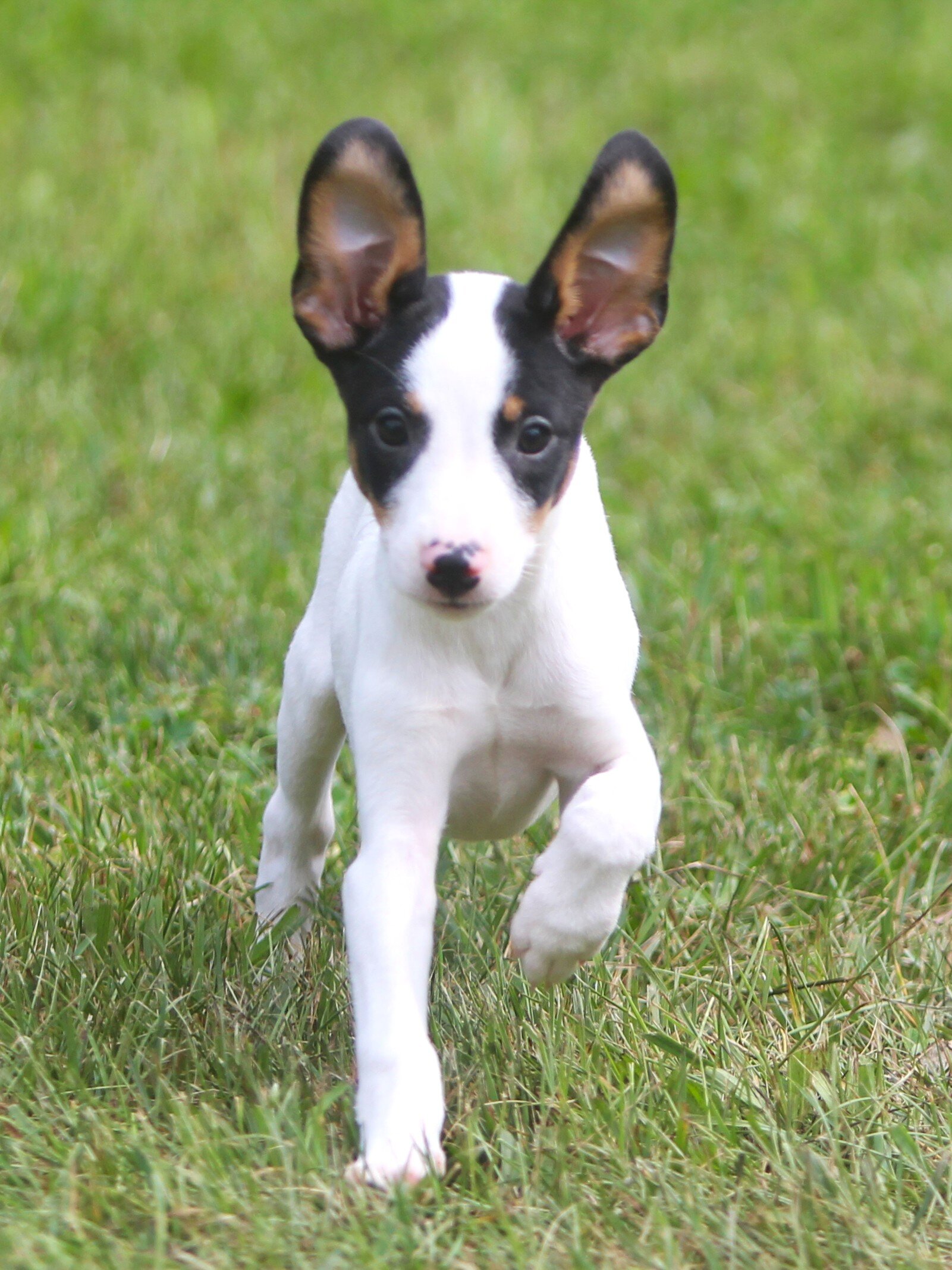 Jack Russell/Fox Terrier Pups image 6