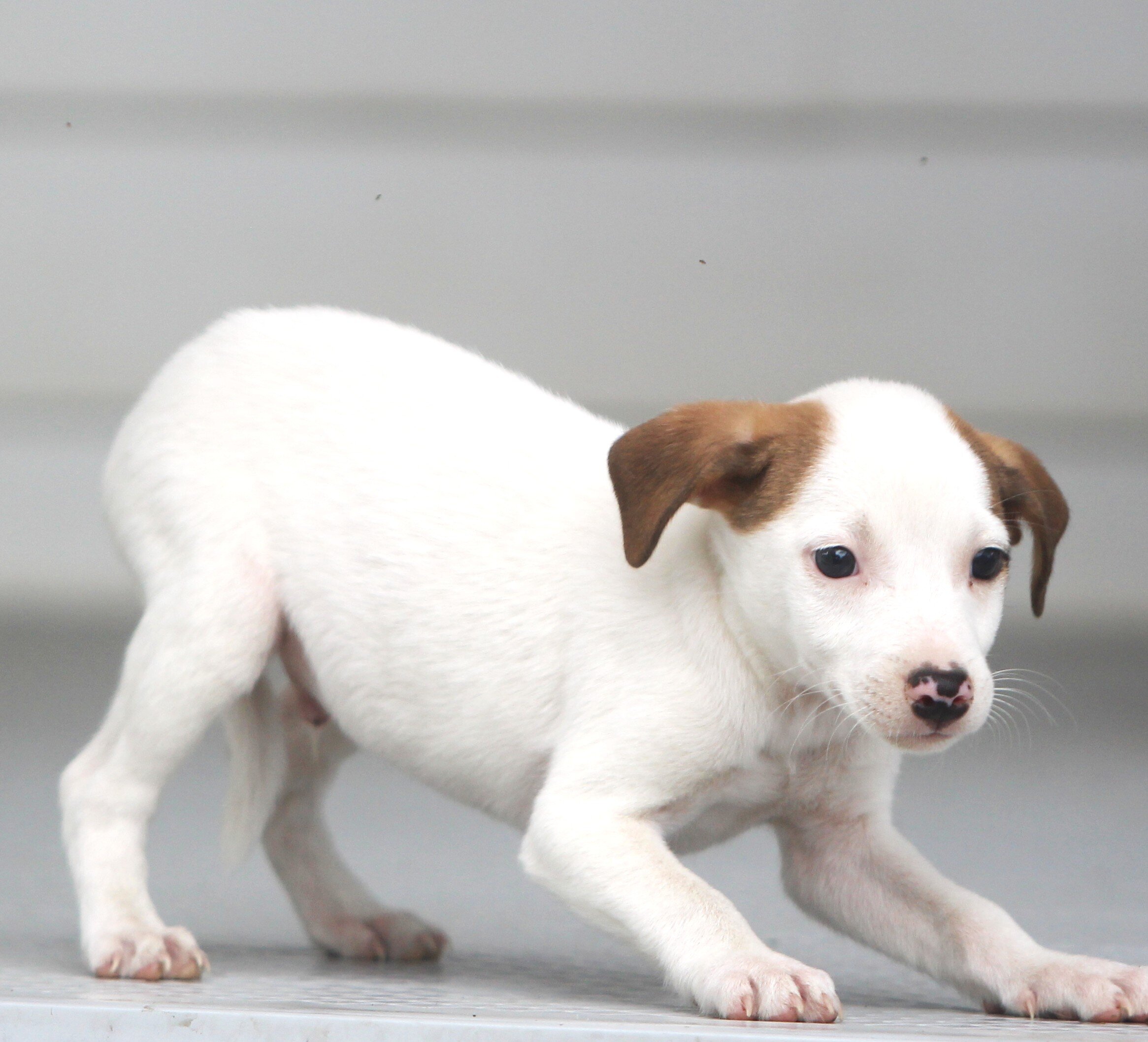 Jack Russell/Fox Terrier Pups image 4