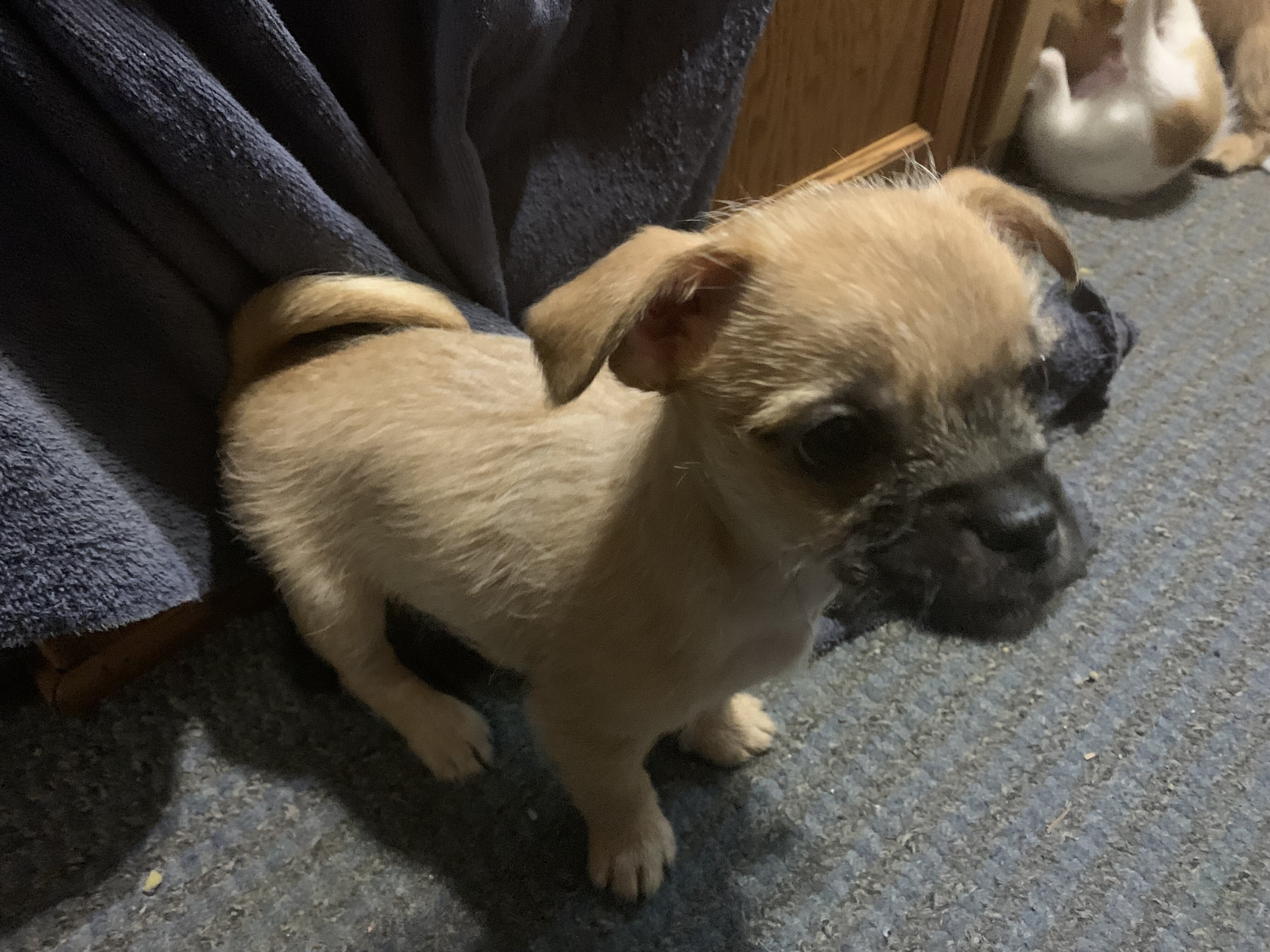 Chihuahua puppy image 1