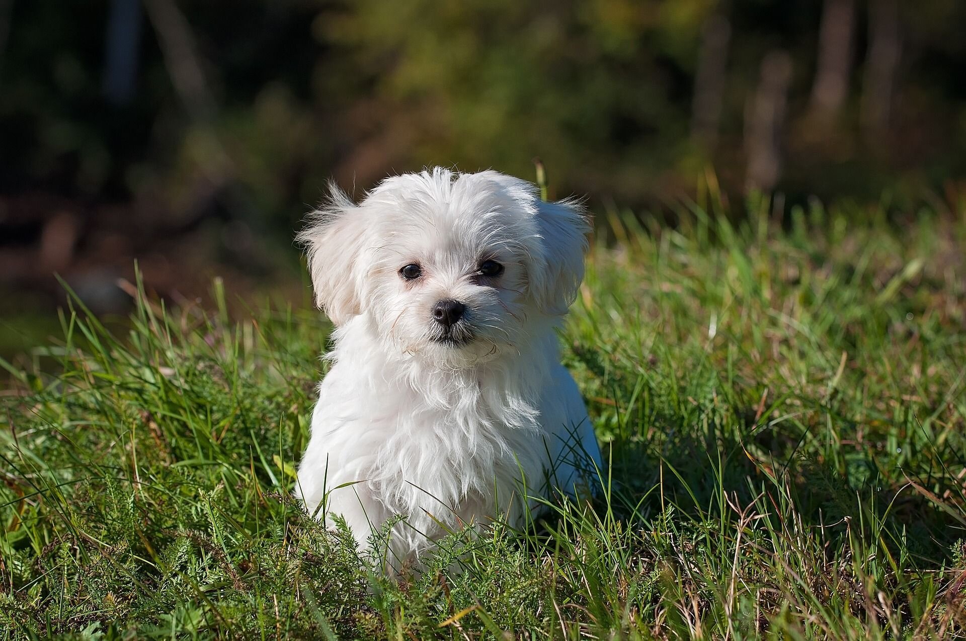 Two Teacup Maltese Puppies Needs a New Family image 1