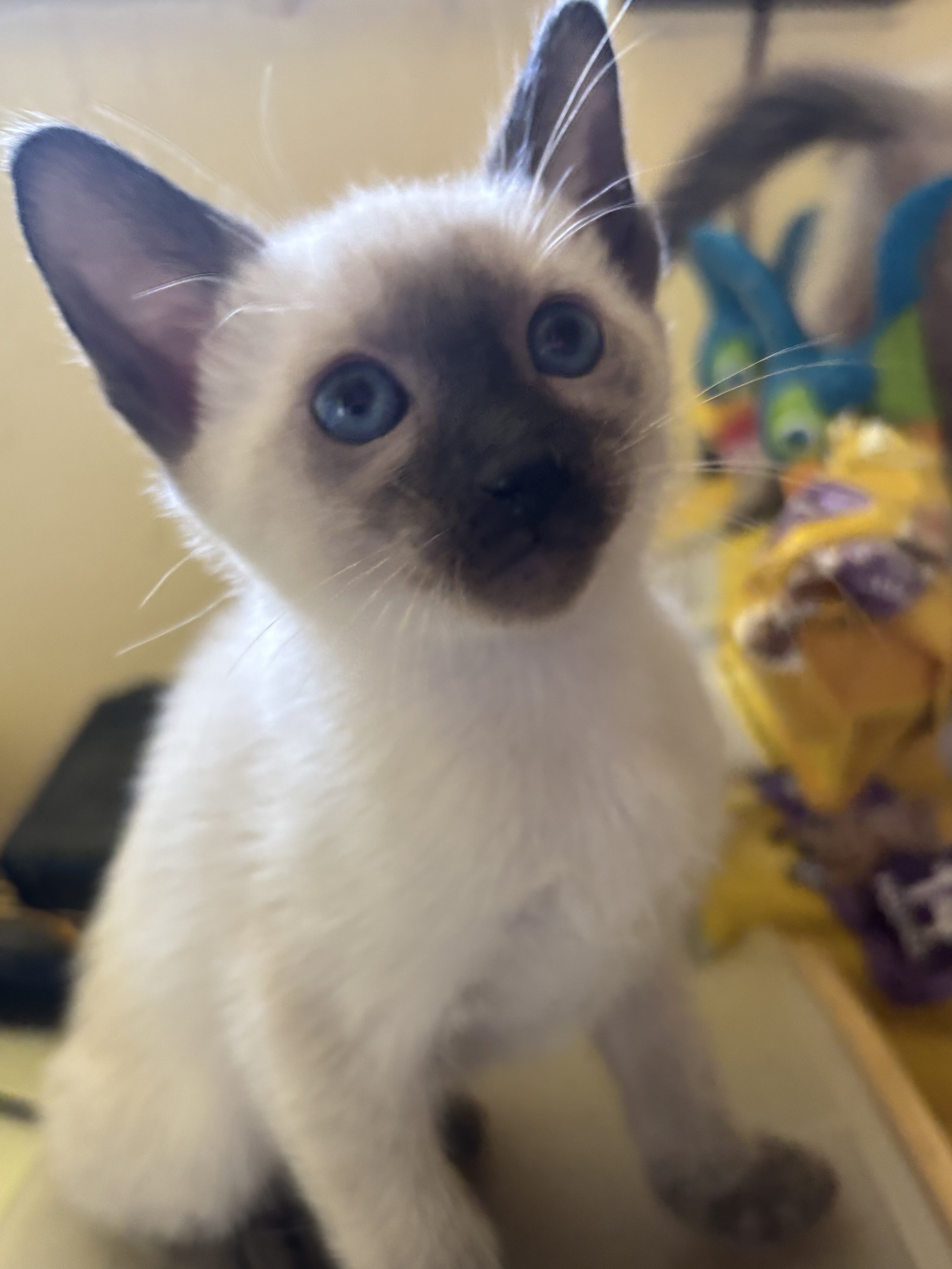 Harmony Grace Siamese Seal and Chocolate Points image 2