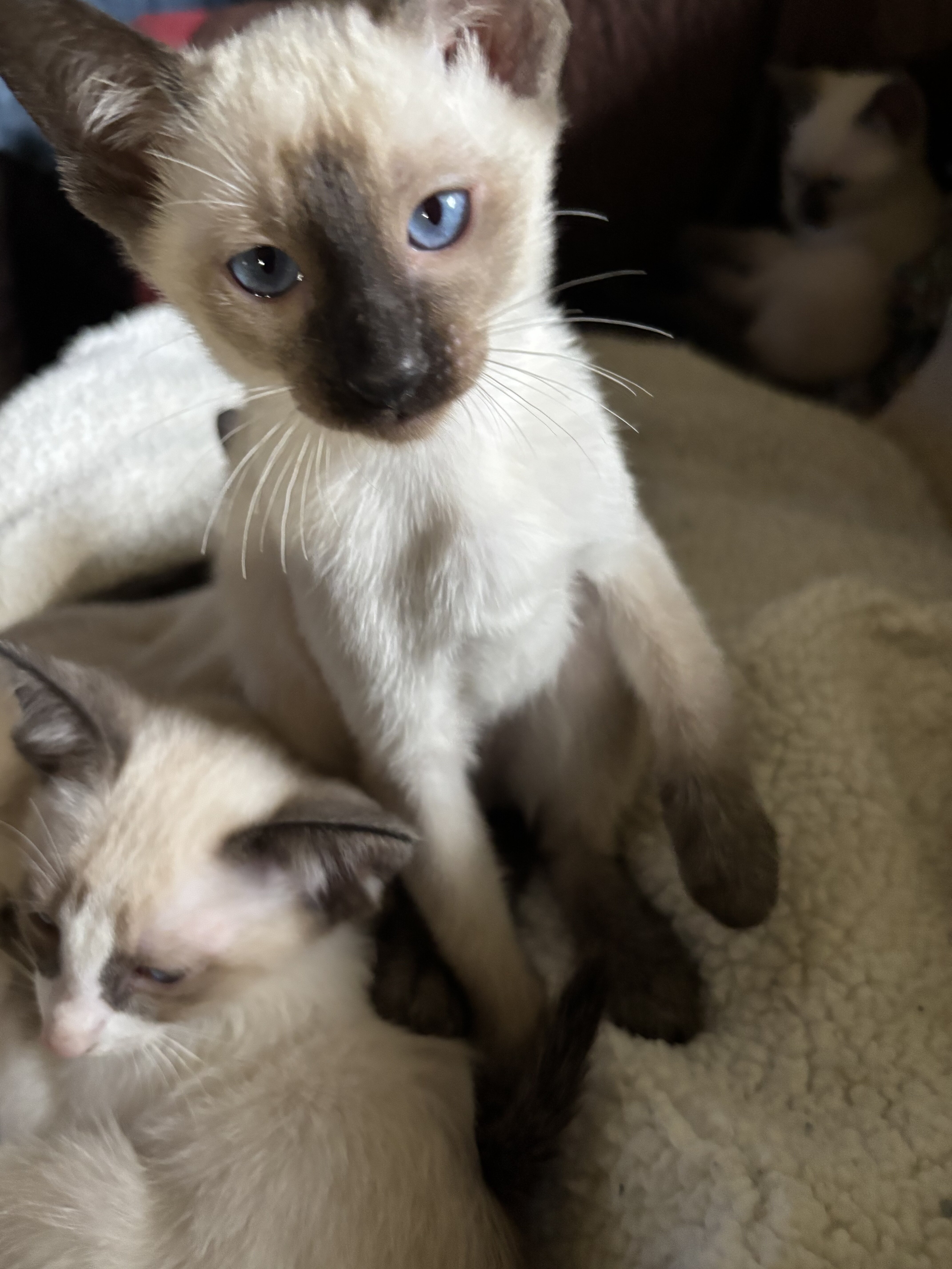 Harmony Grace Siamese Seal and Chocolate Points image 8