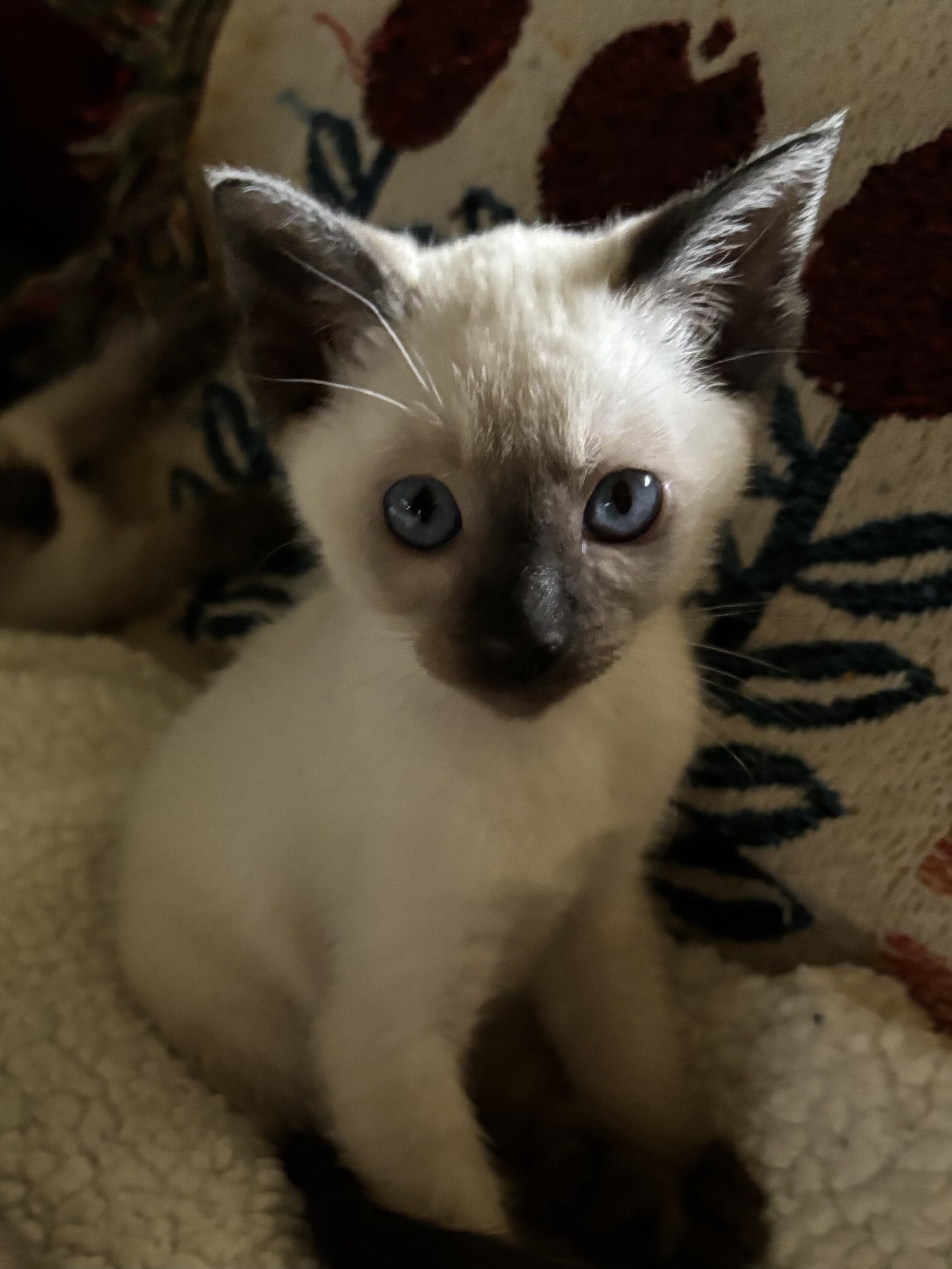Harmony Grace Siamese Seal and Chocolate Points image 6