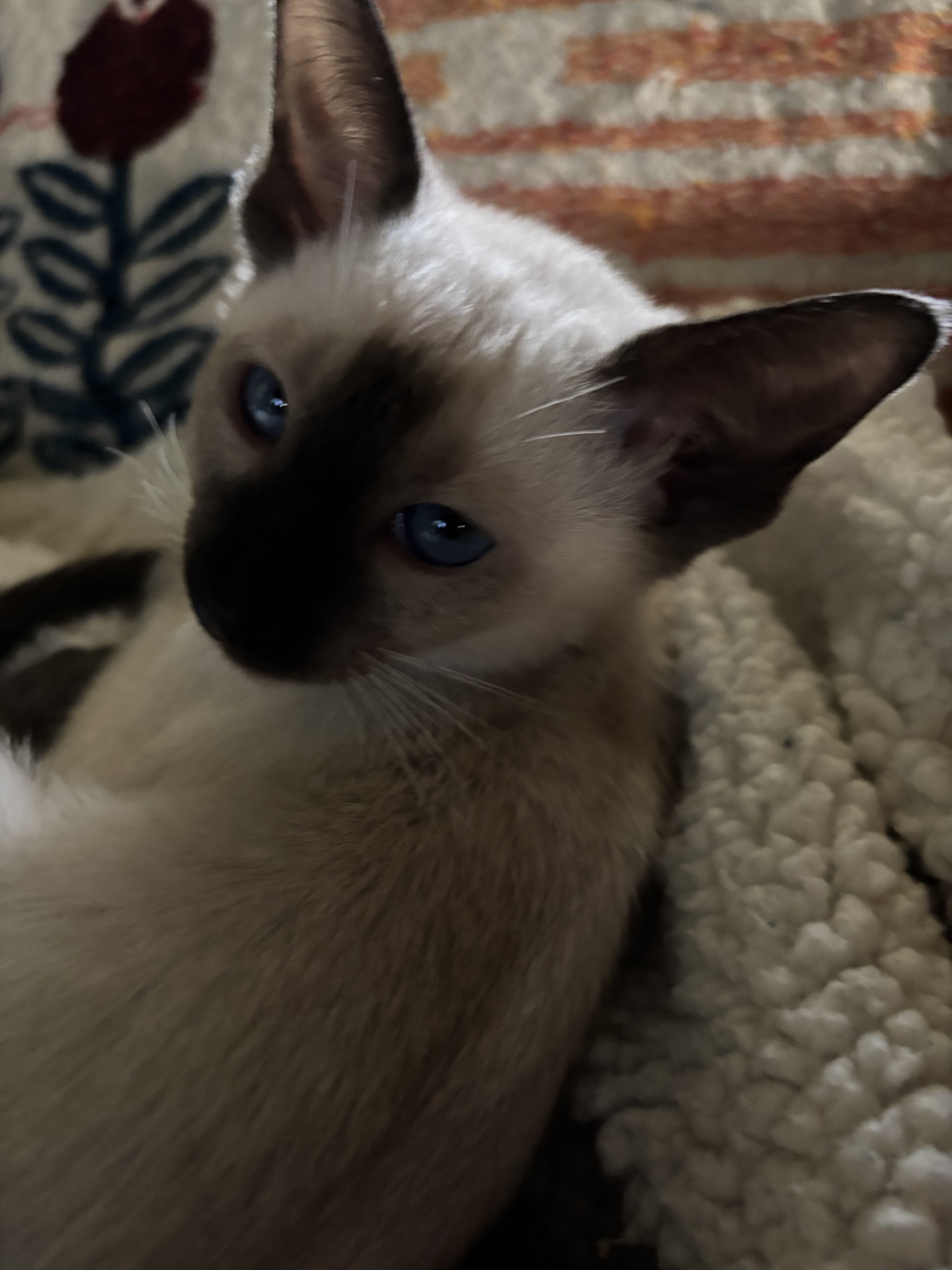 Harmony Grace Siamese Seal and Chocolate Points image 5