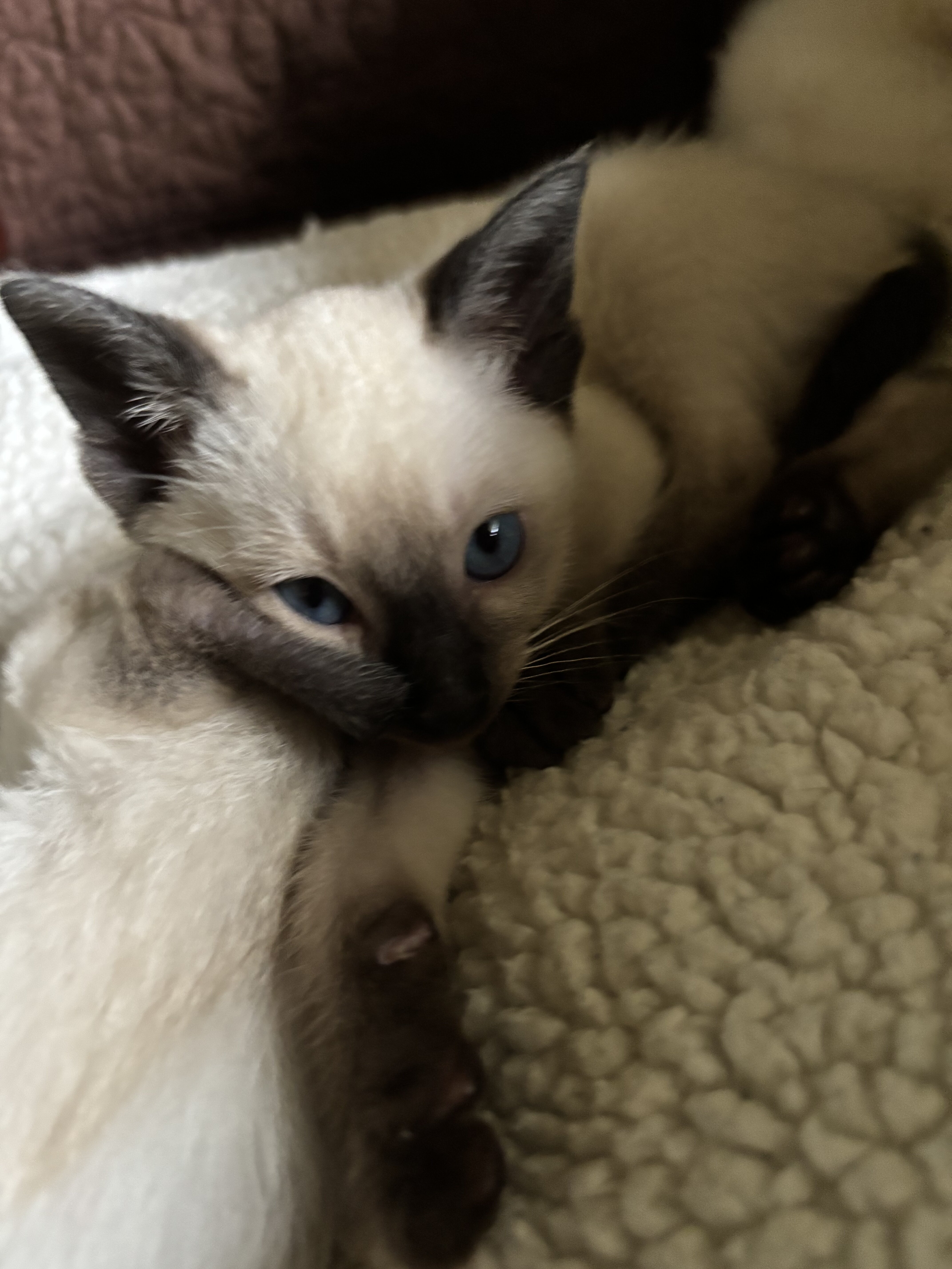 Harmony Grace Siamese Seal and Chocolate Points image 3