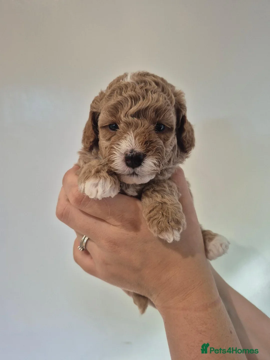 F1B red and apricot curly and wavy cockapoos image 4