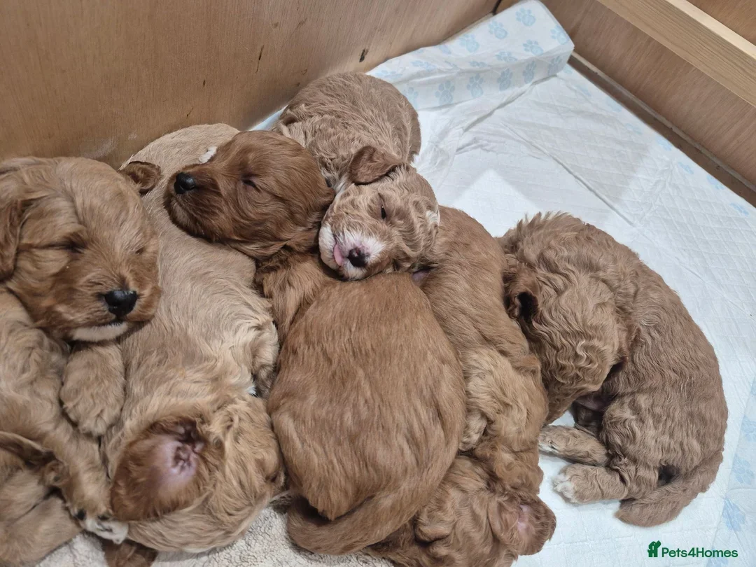 F1B red and apricot curly and wavy cockapoos image 6
