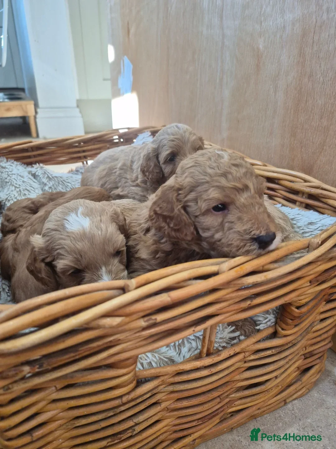 F1B red and apricot curly and wavy cockapoos image 7