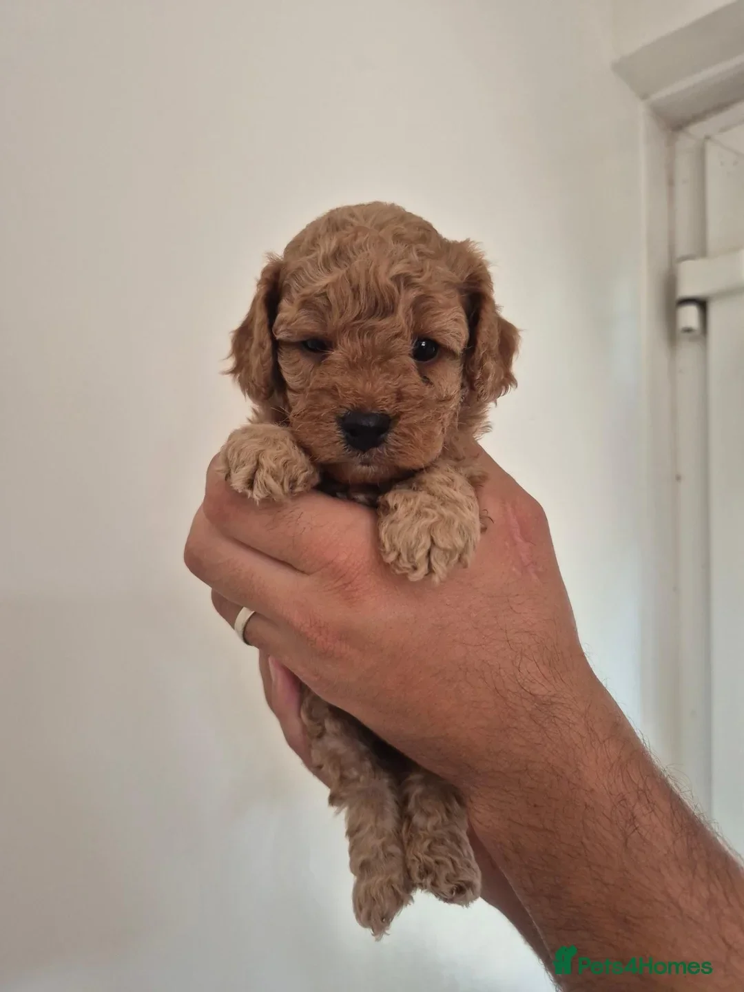 F1B red and apricot curly and wavy cockapoos image 3