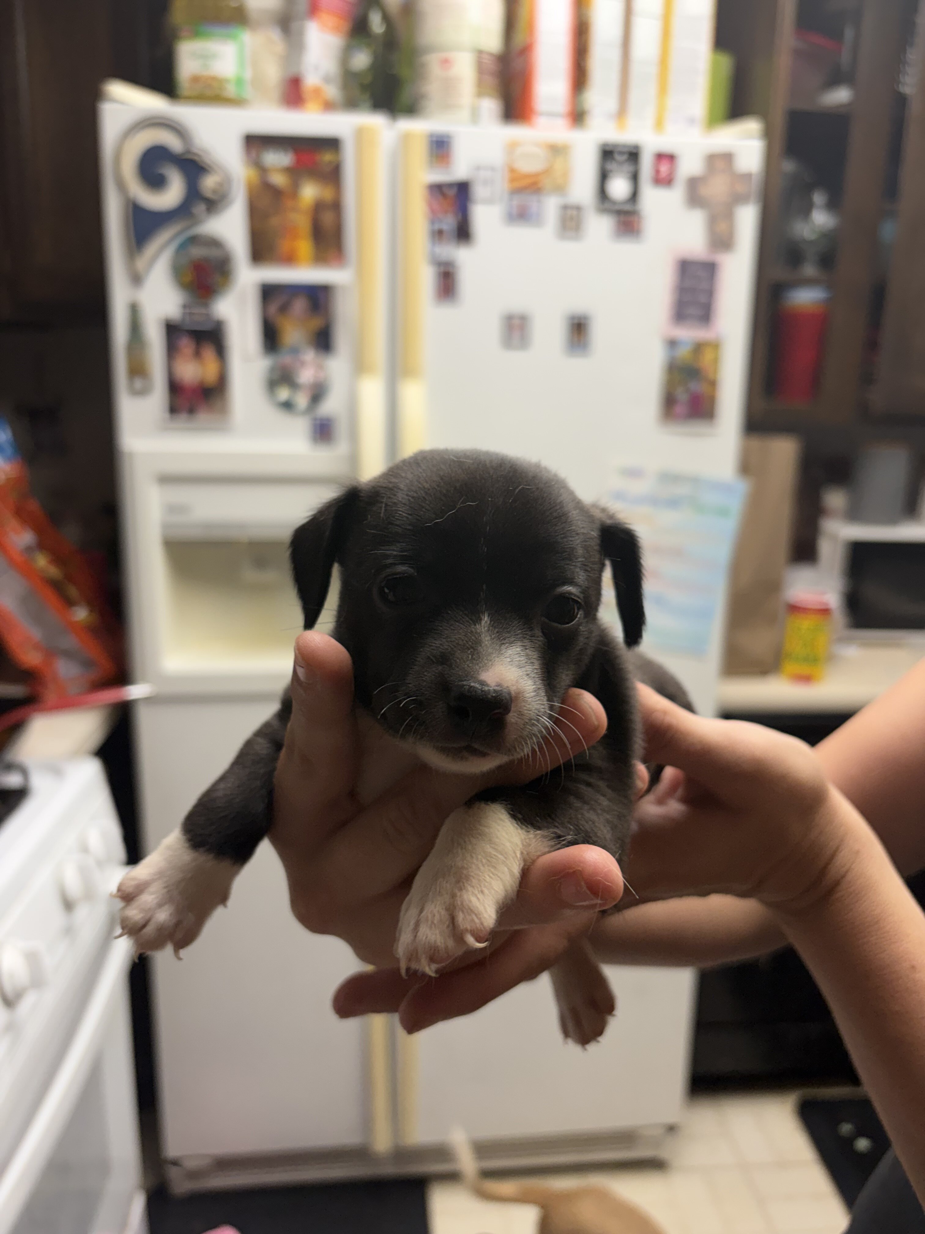 Apple head chihuahua puppies image 5