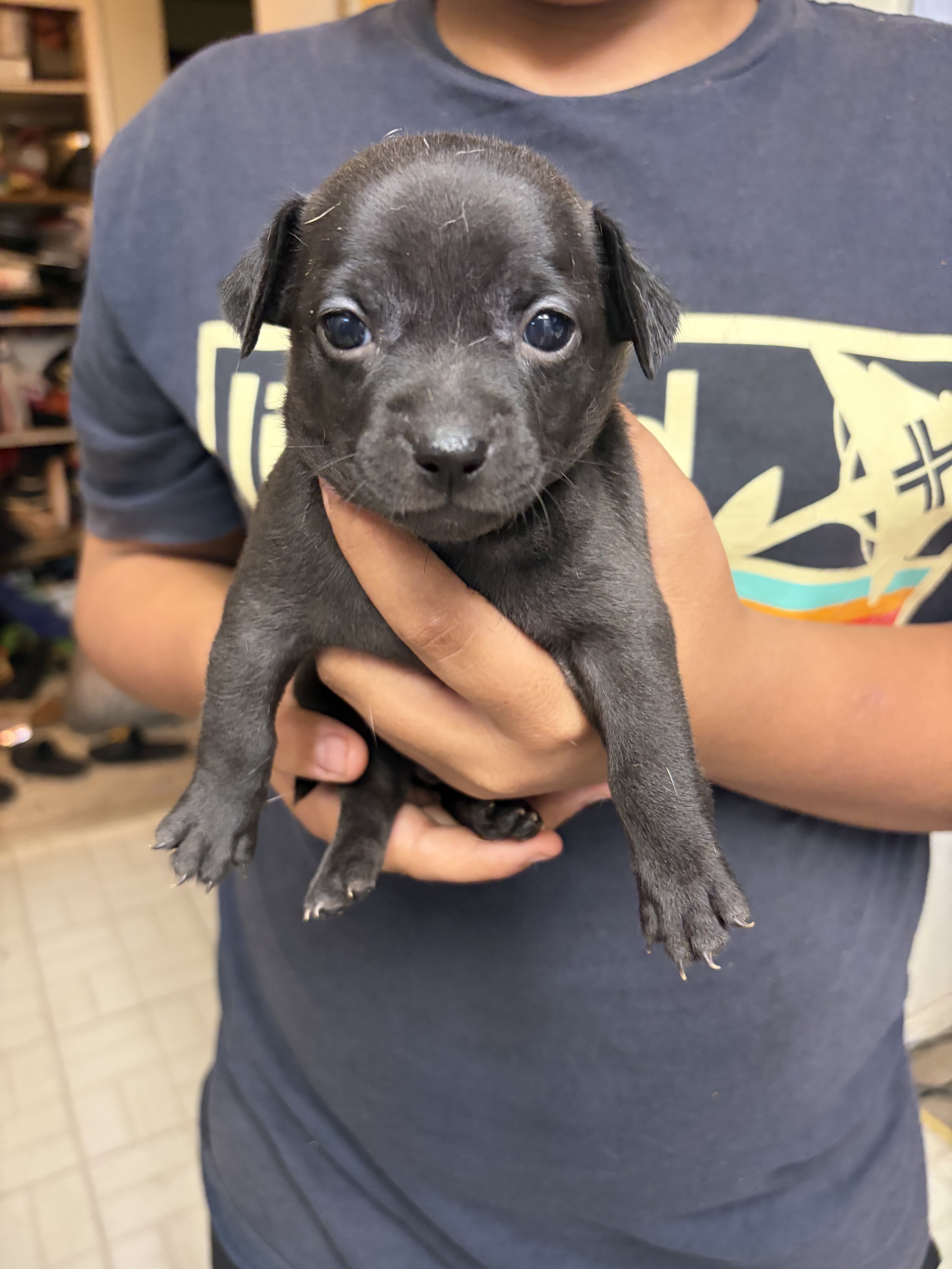 Apple head chihuahua puppies image 4
