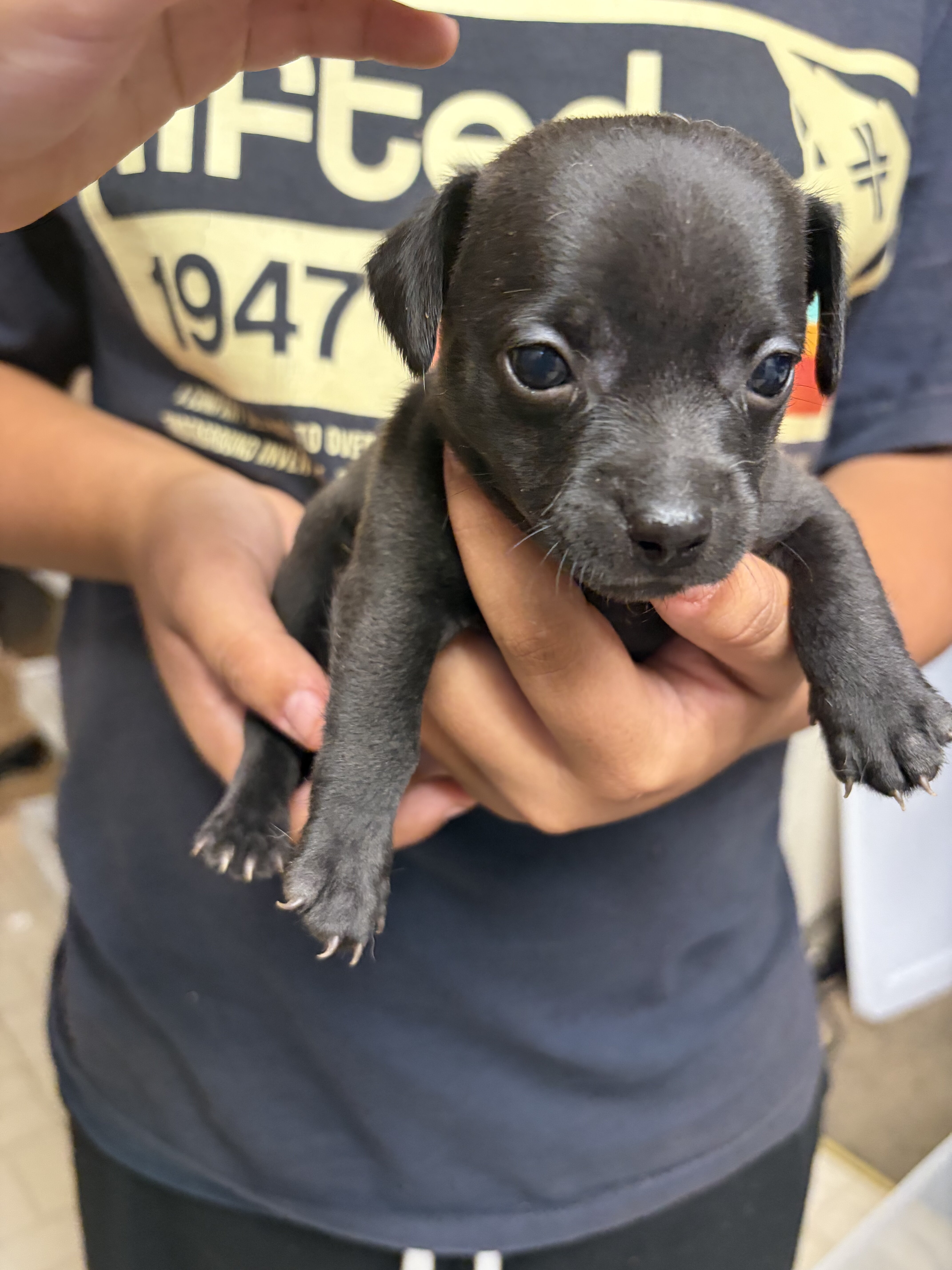 Apple head chihuahua puppies image 3