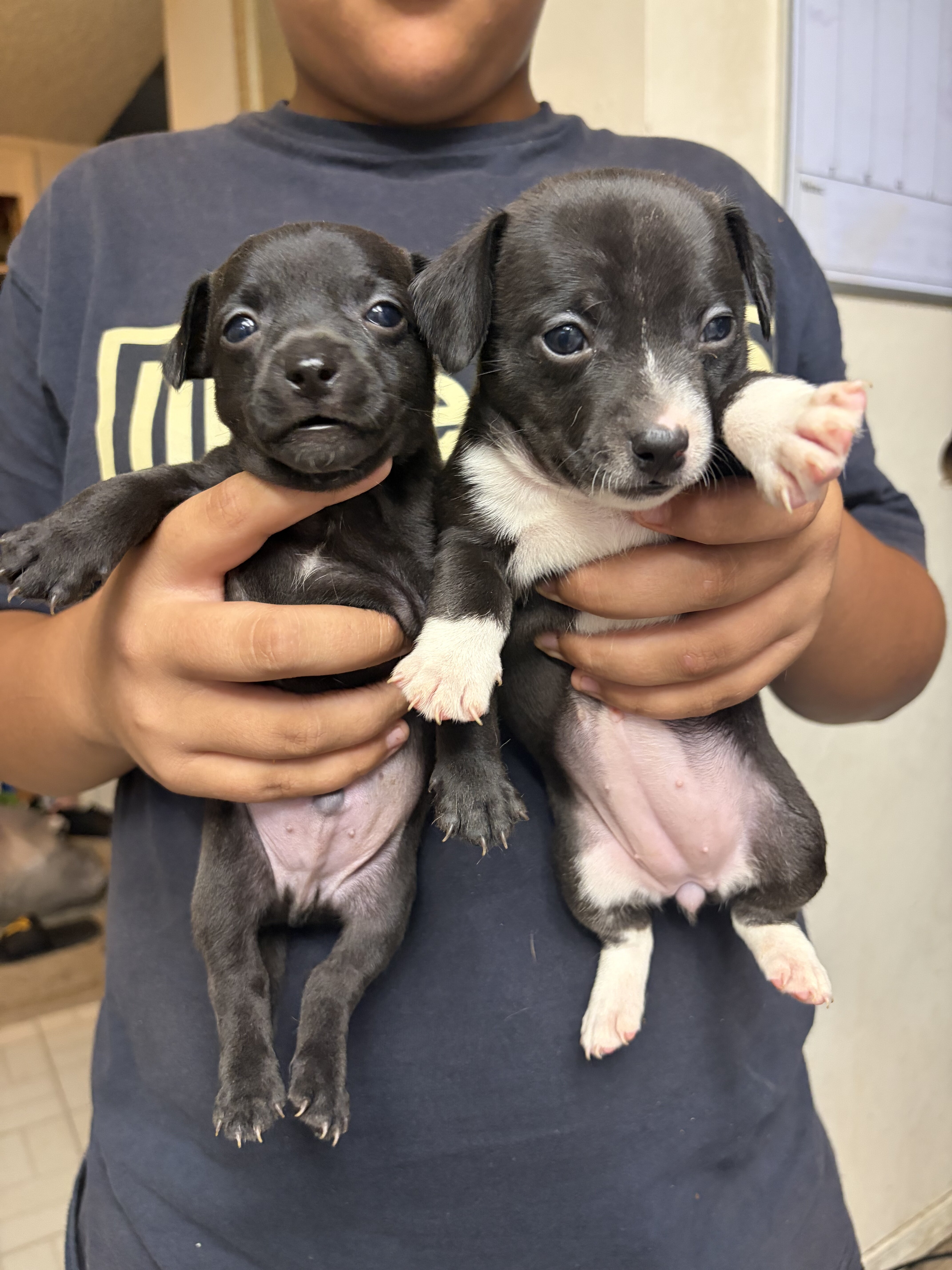 Apple head chihuahua puppies image 1