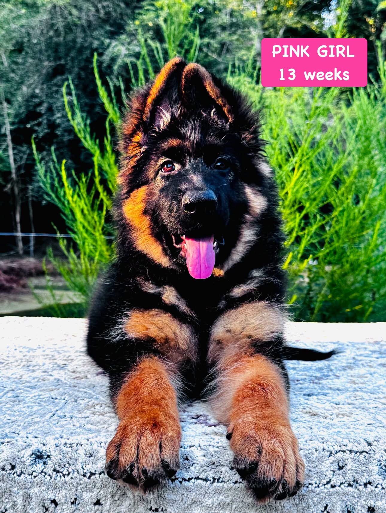 German Shepherd Long Coat image 1