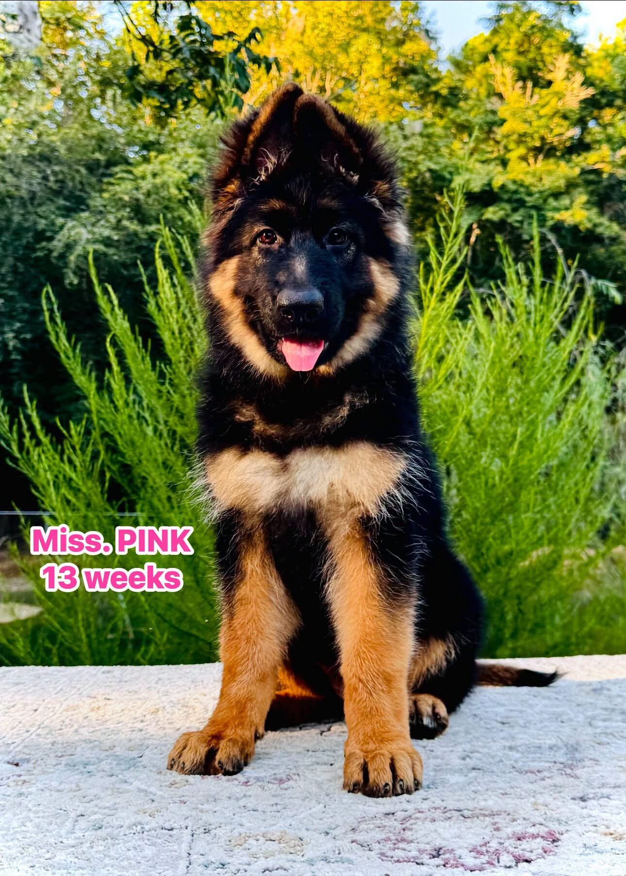 German Shepherd Long Coat image 2