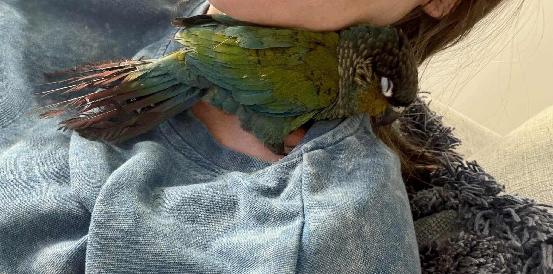 Crimson bellied conure image 4