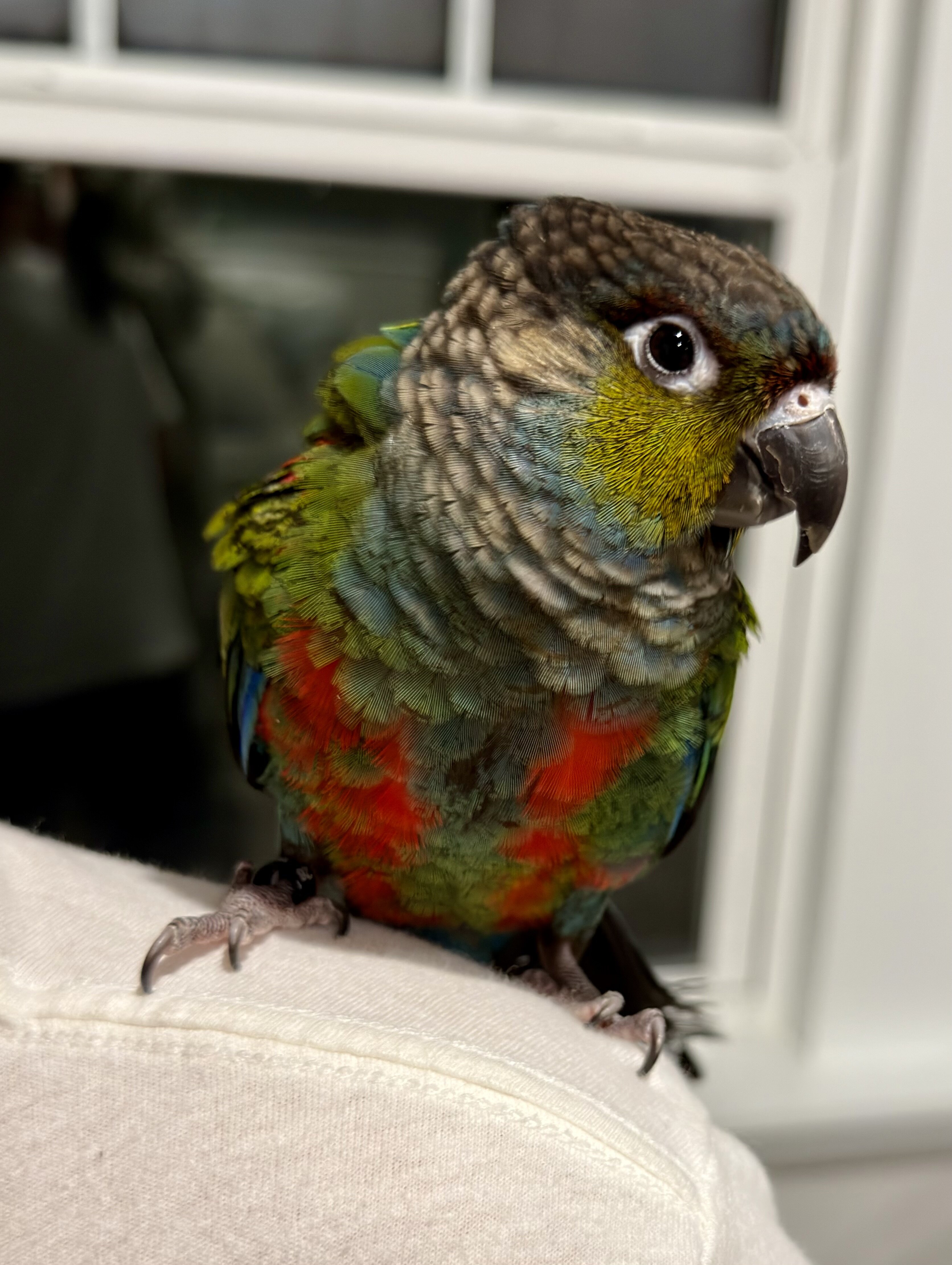 Crimson bellied conure image 3