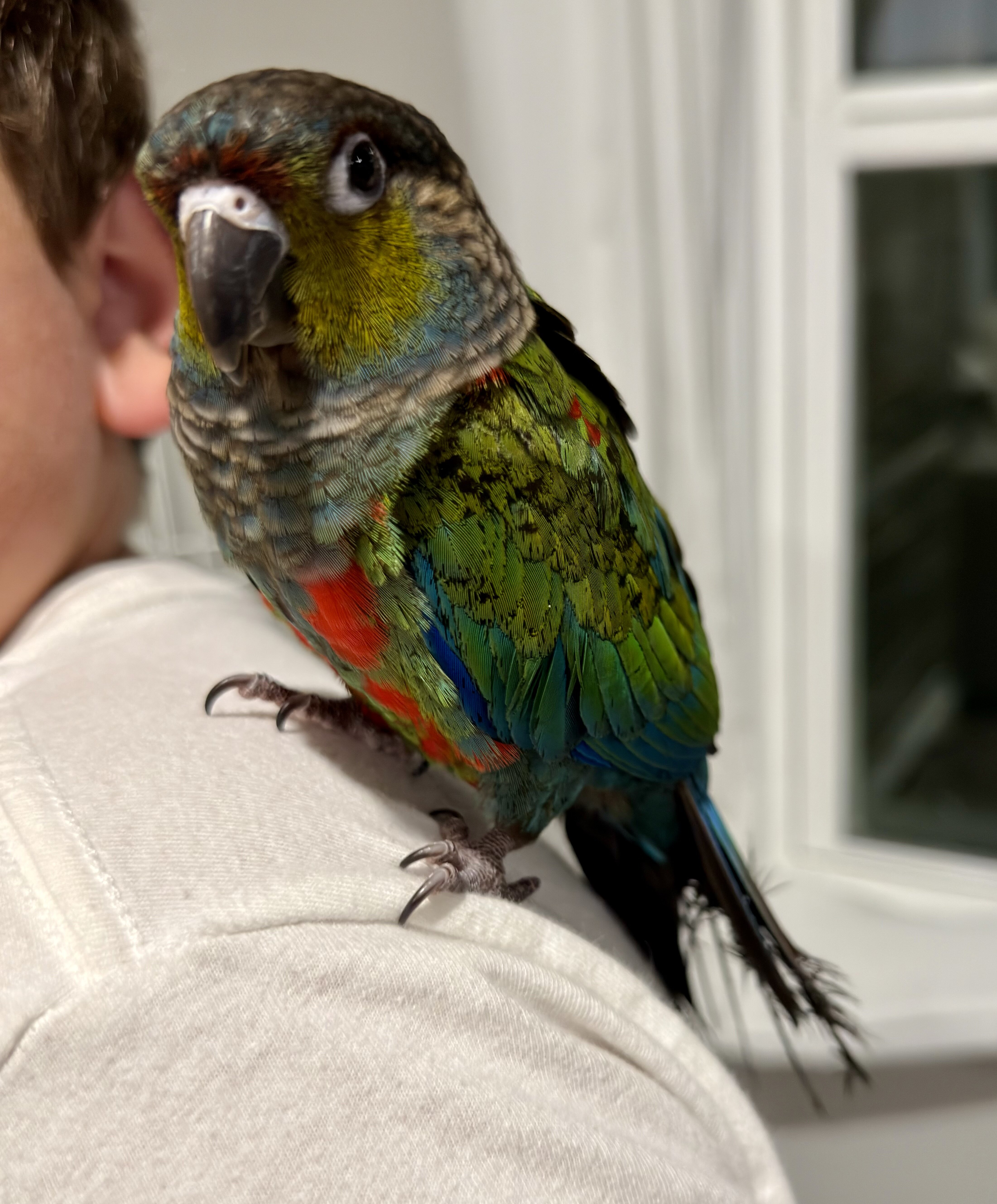 Crimson bellied conure image 2
