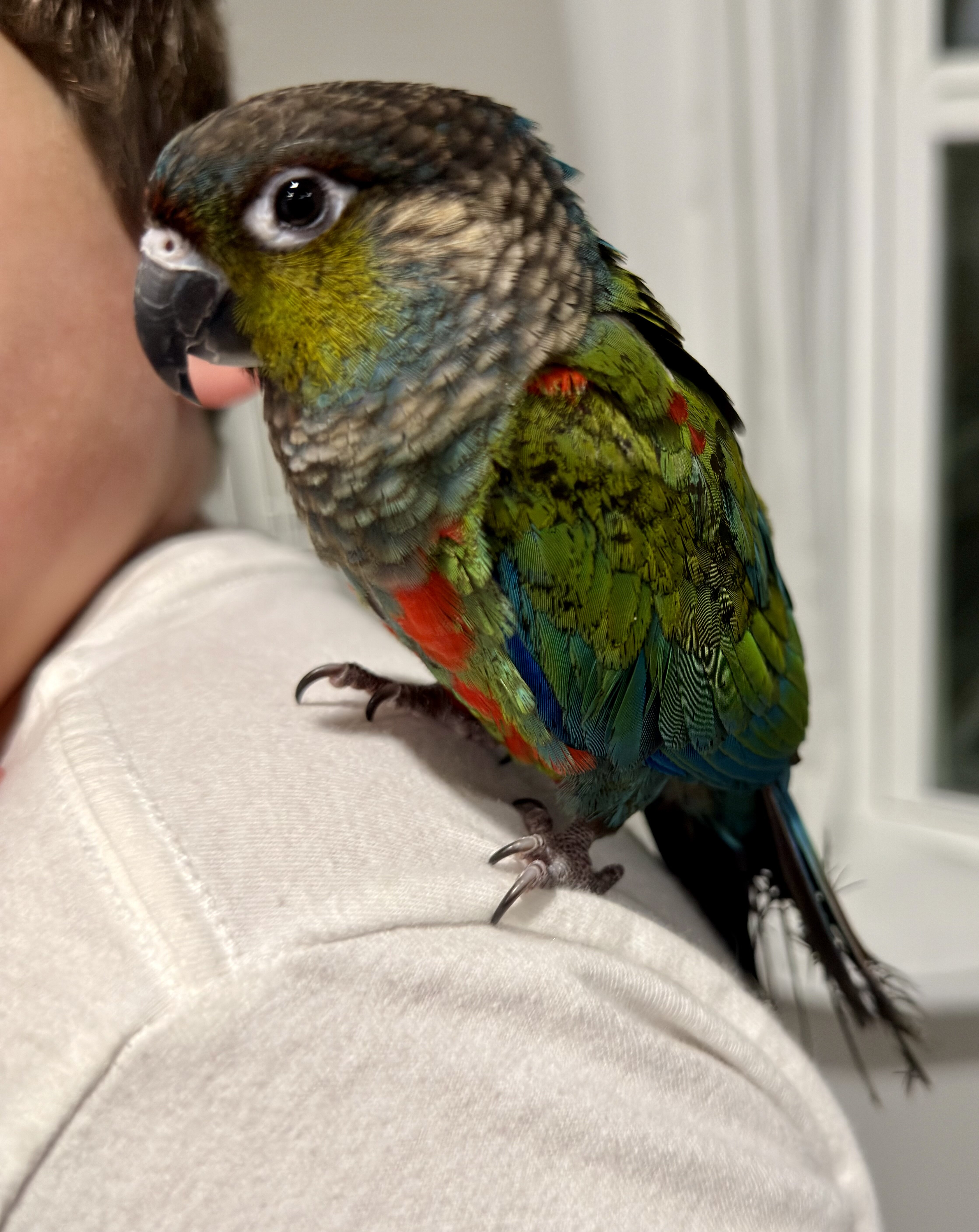 Crimson bellied conure image 1