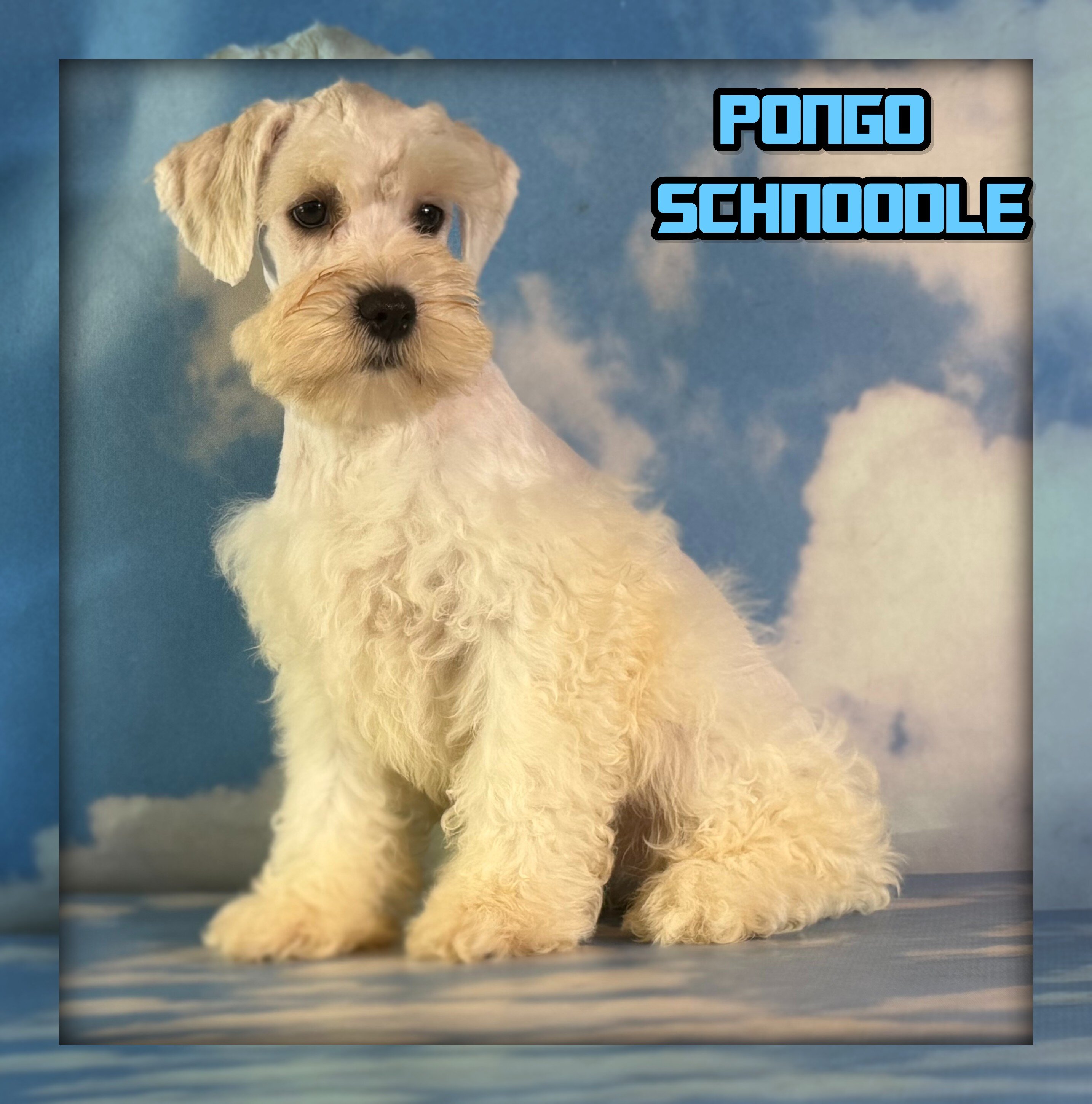 Pongo Male Schnoodle image 1