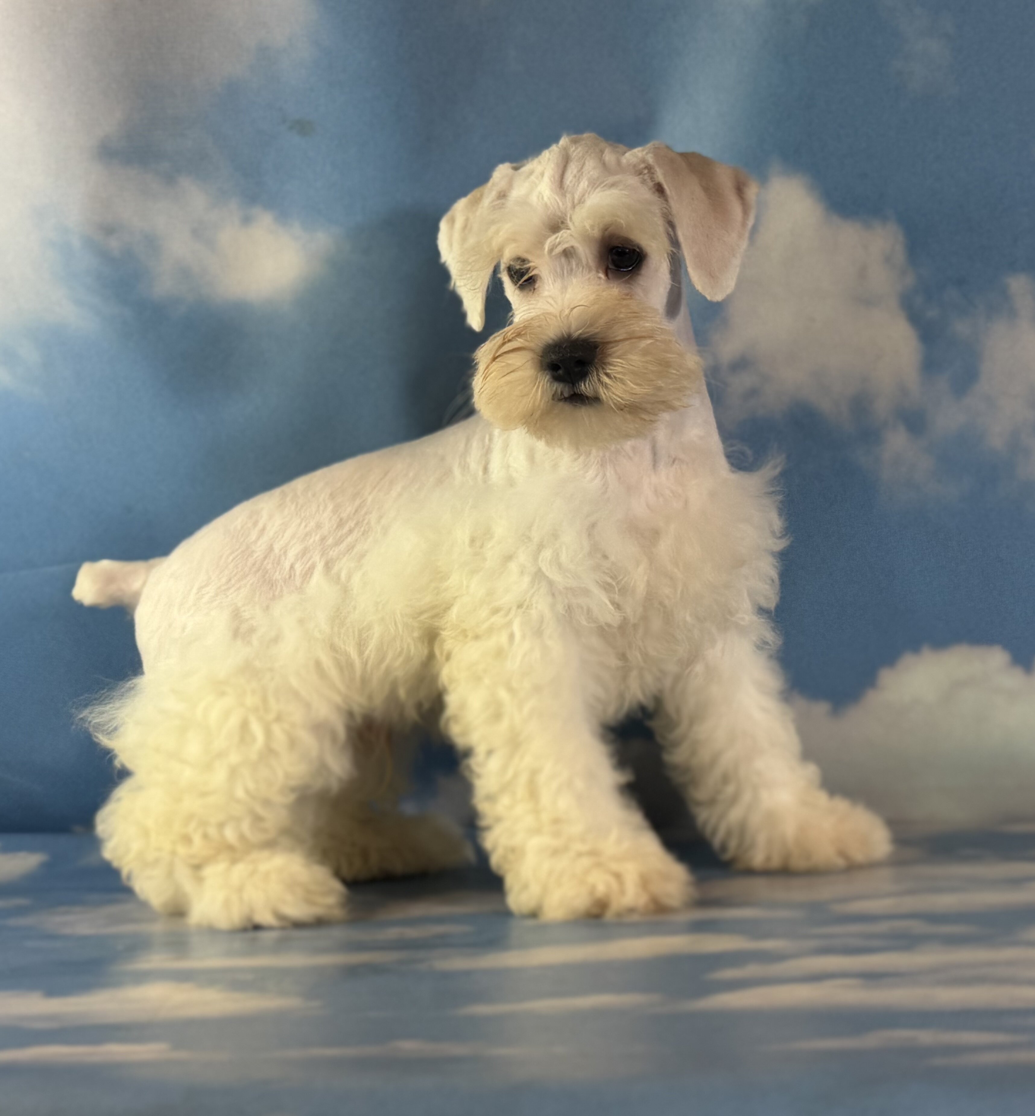 Pongo Male Schnoodle image 2