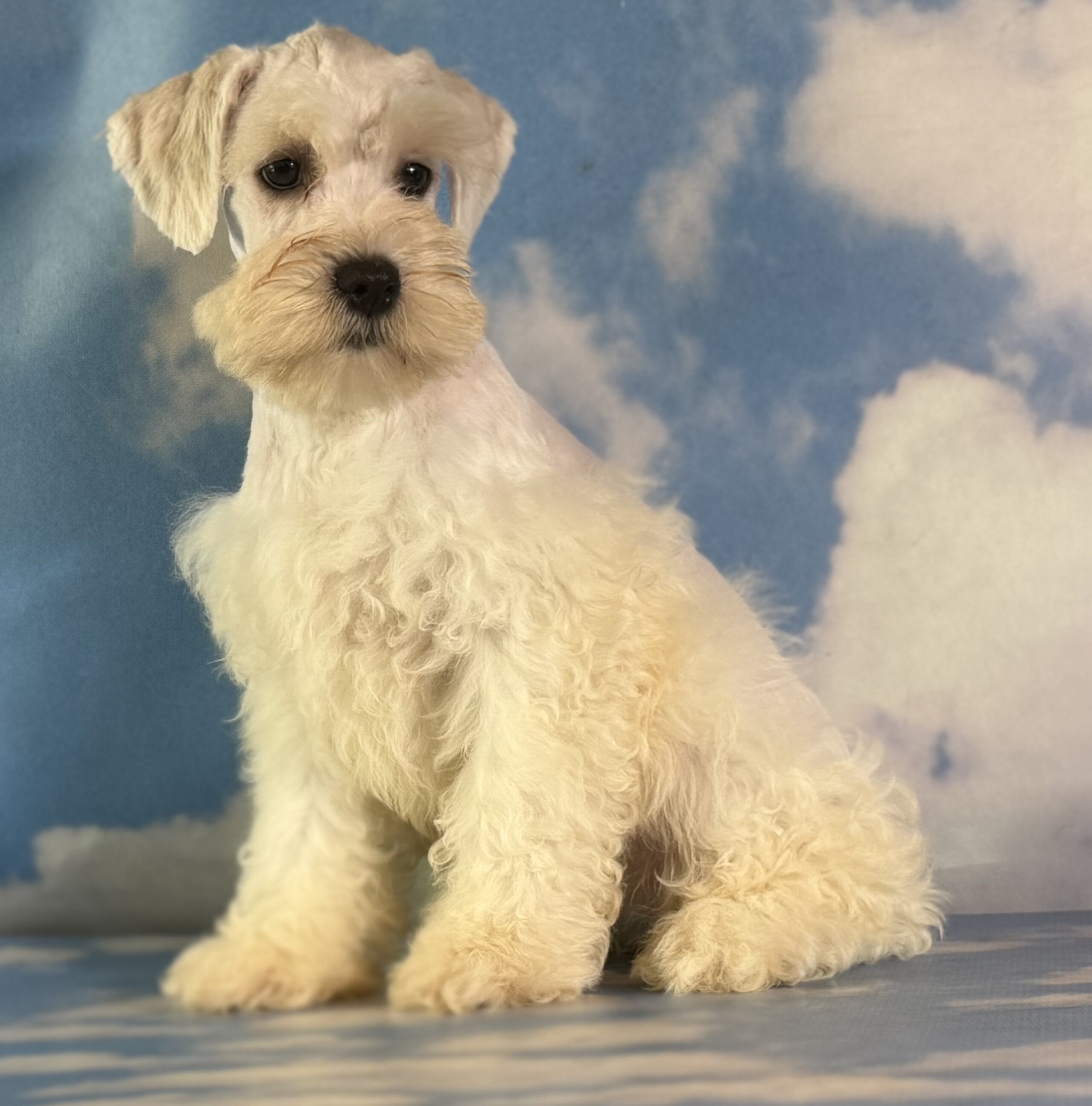 Pongo Male Schnoodle image 3