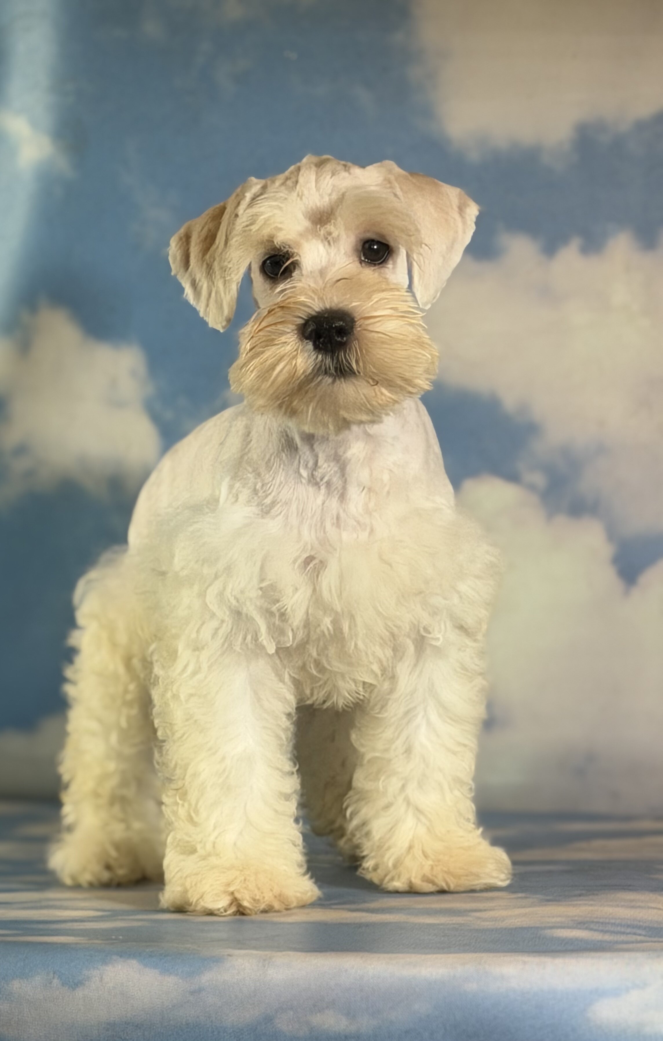 Pongo Male Schnoodle image 4