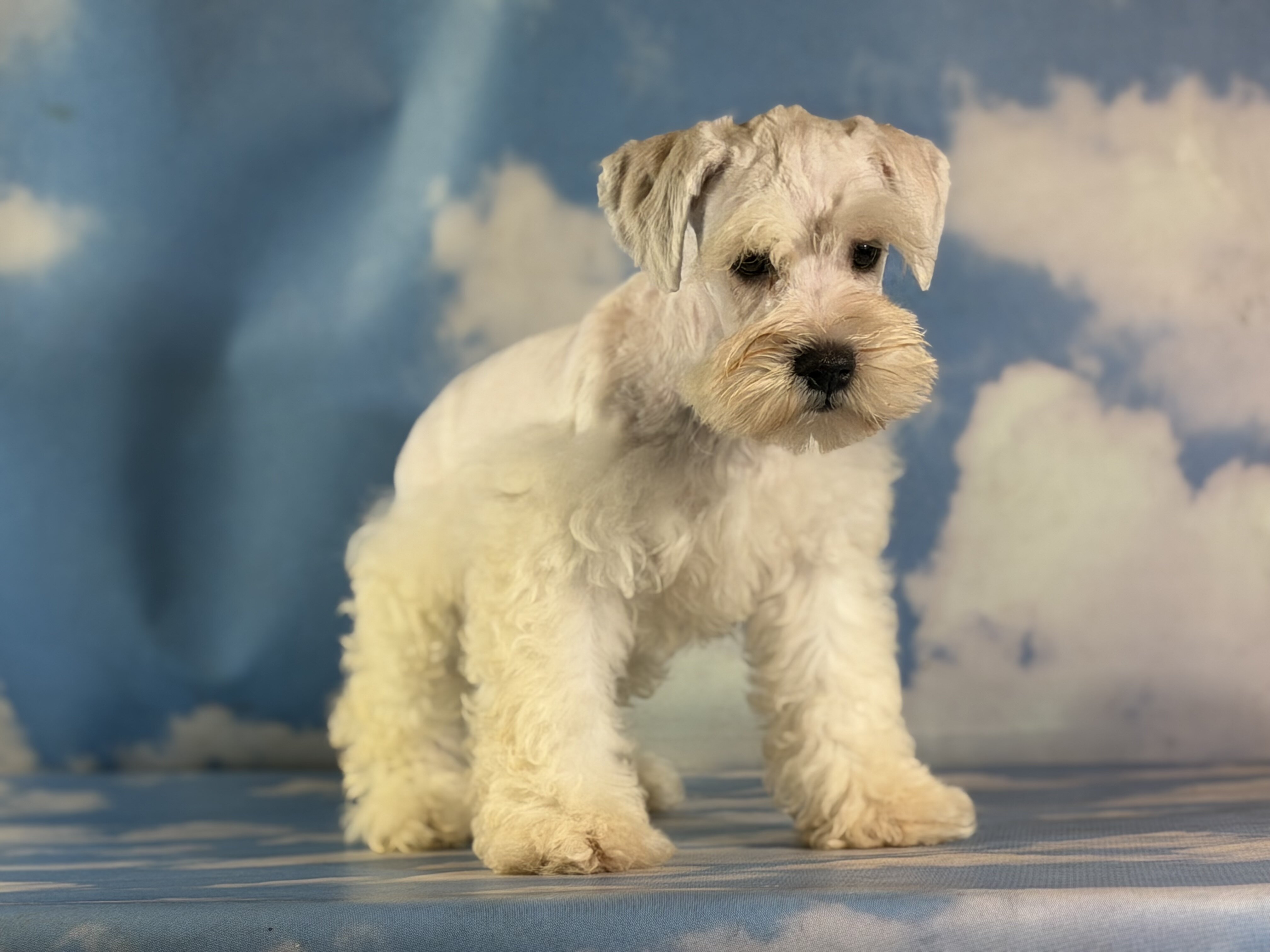 Pongo Male Schnoodle image 5