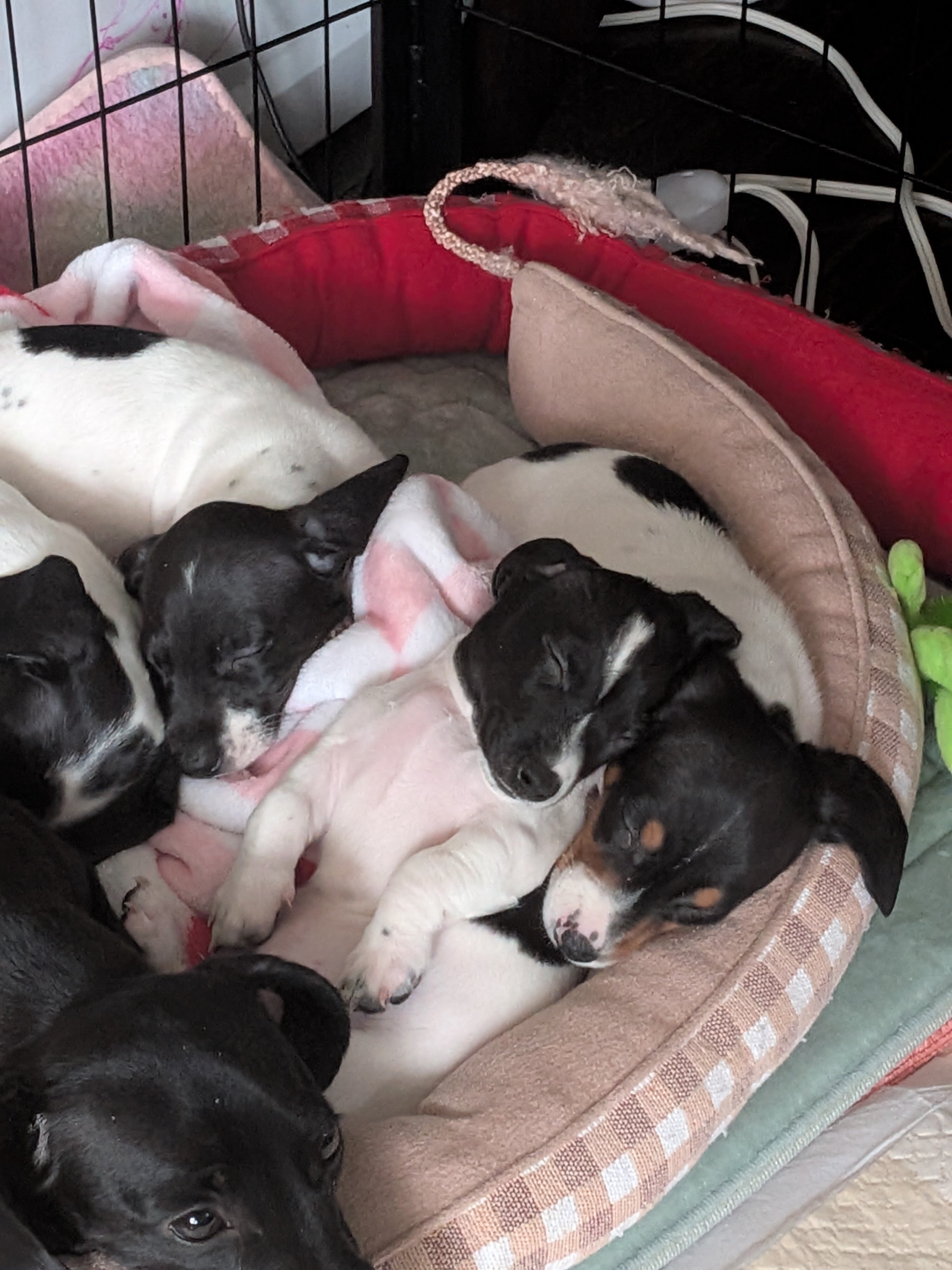 Mini Dachshunds image 8