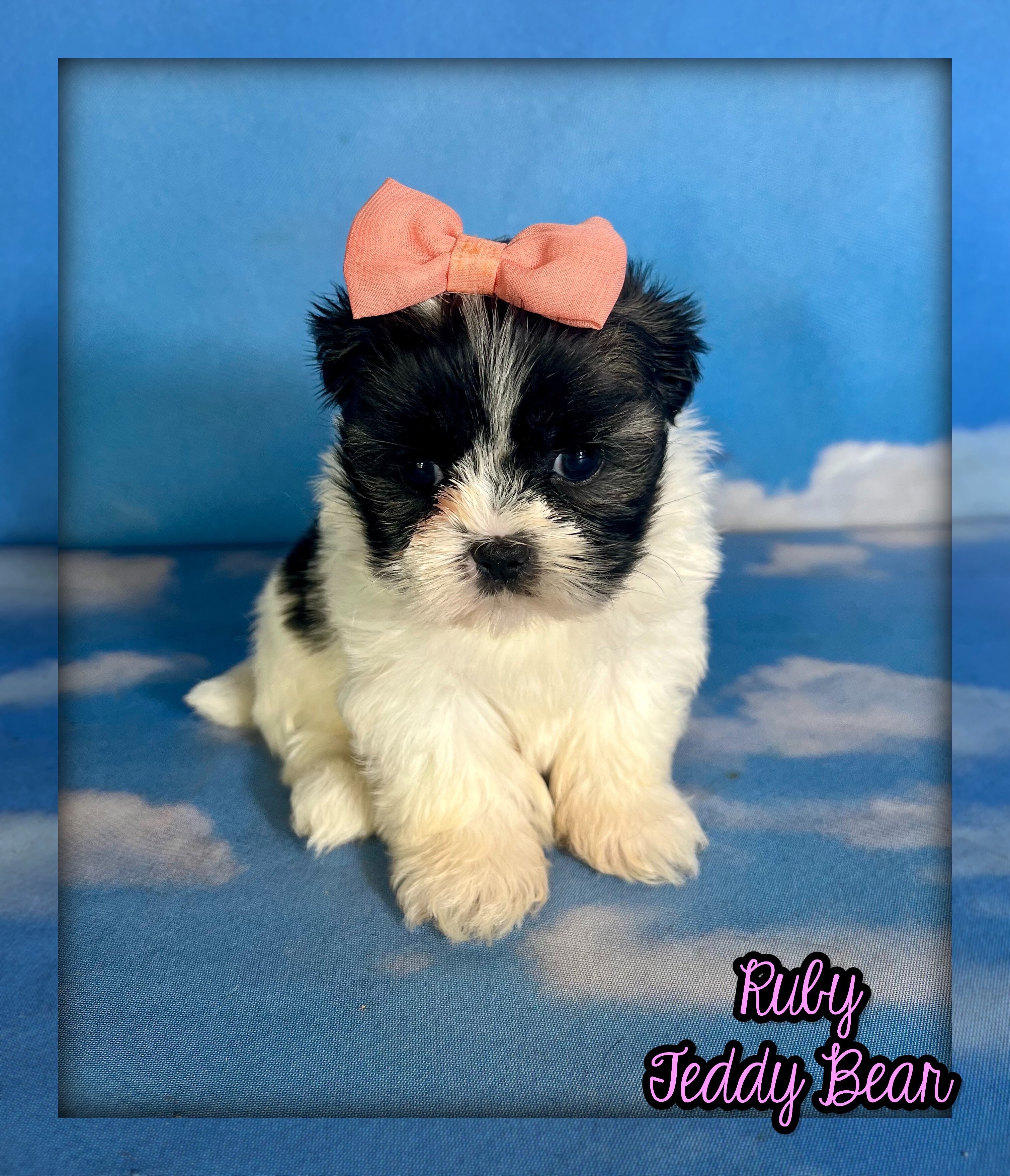 Ruby Female Teddy Bear image 1