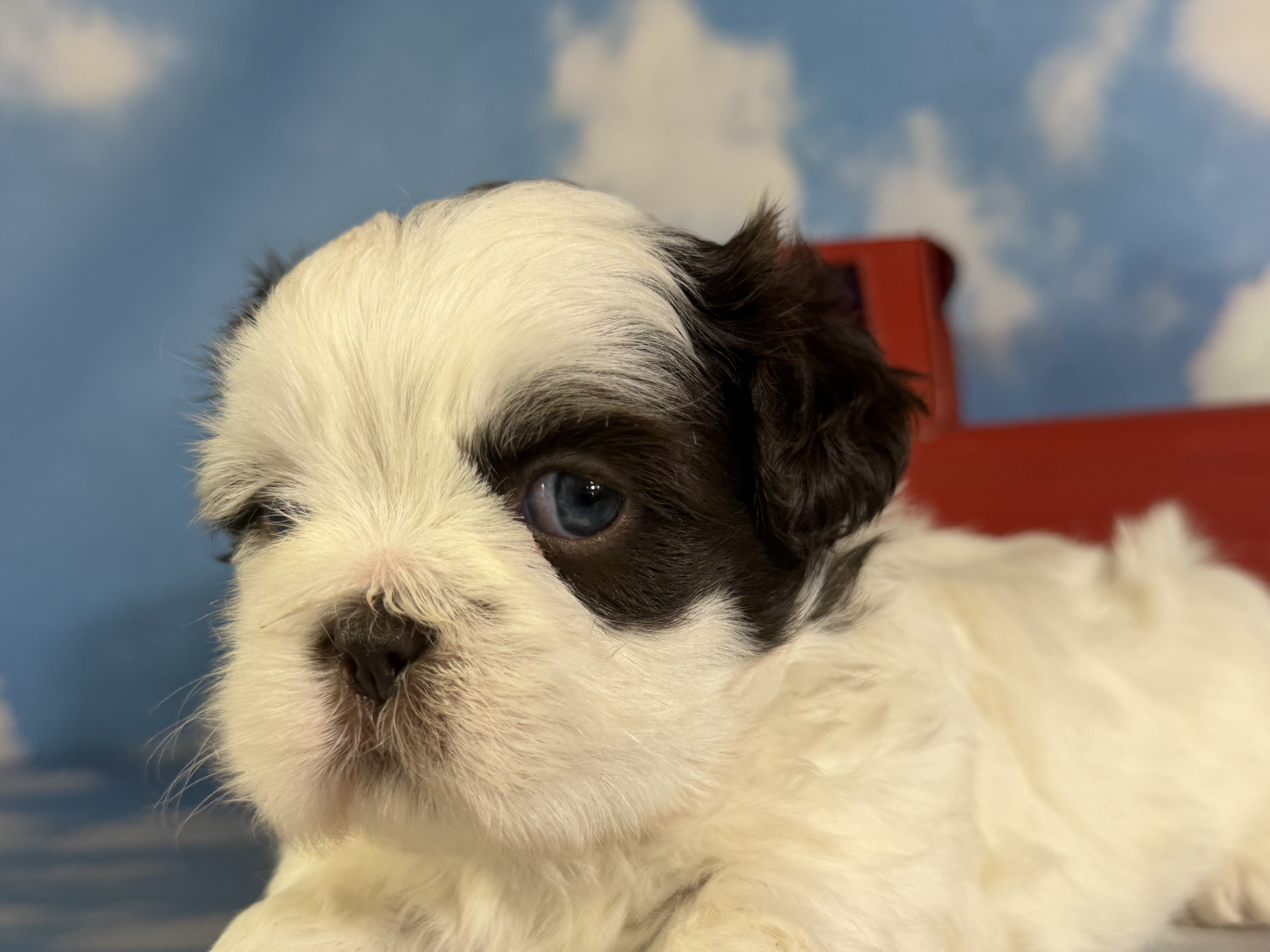 Reese Male ACA Shihtzu image 3