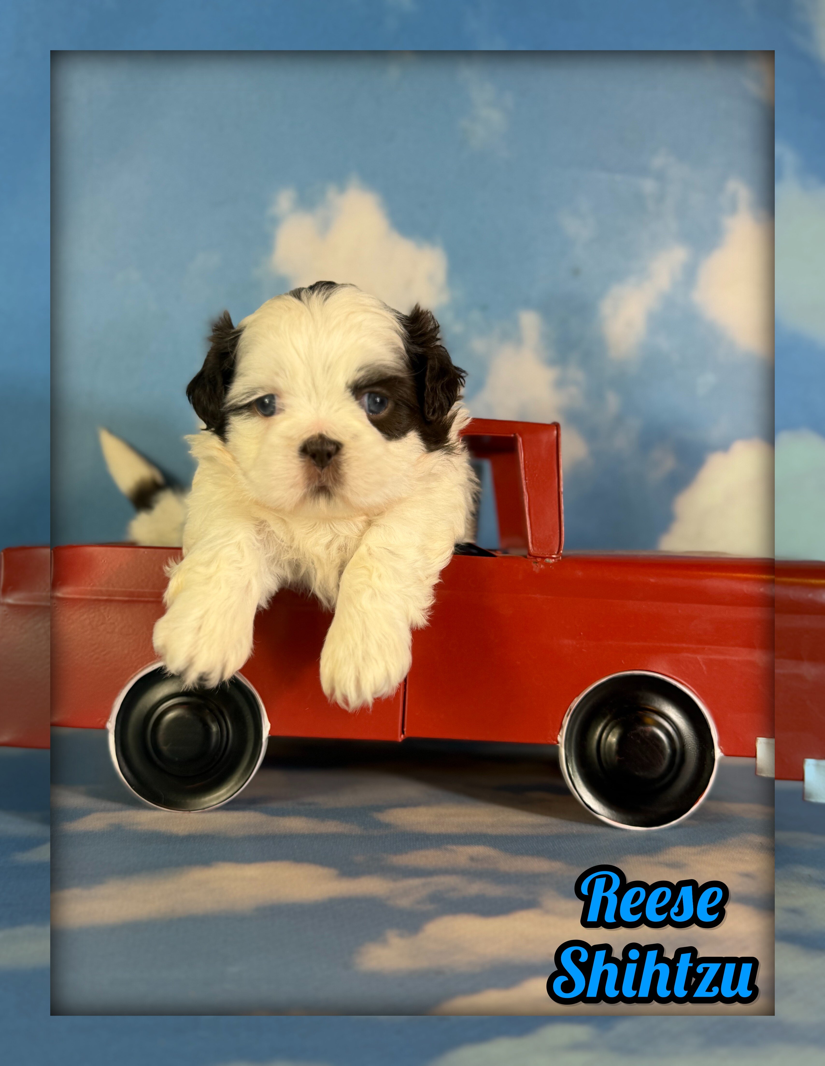 Reese Male ACA Shihtzu image 1