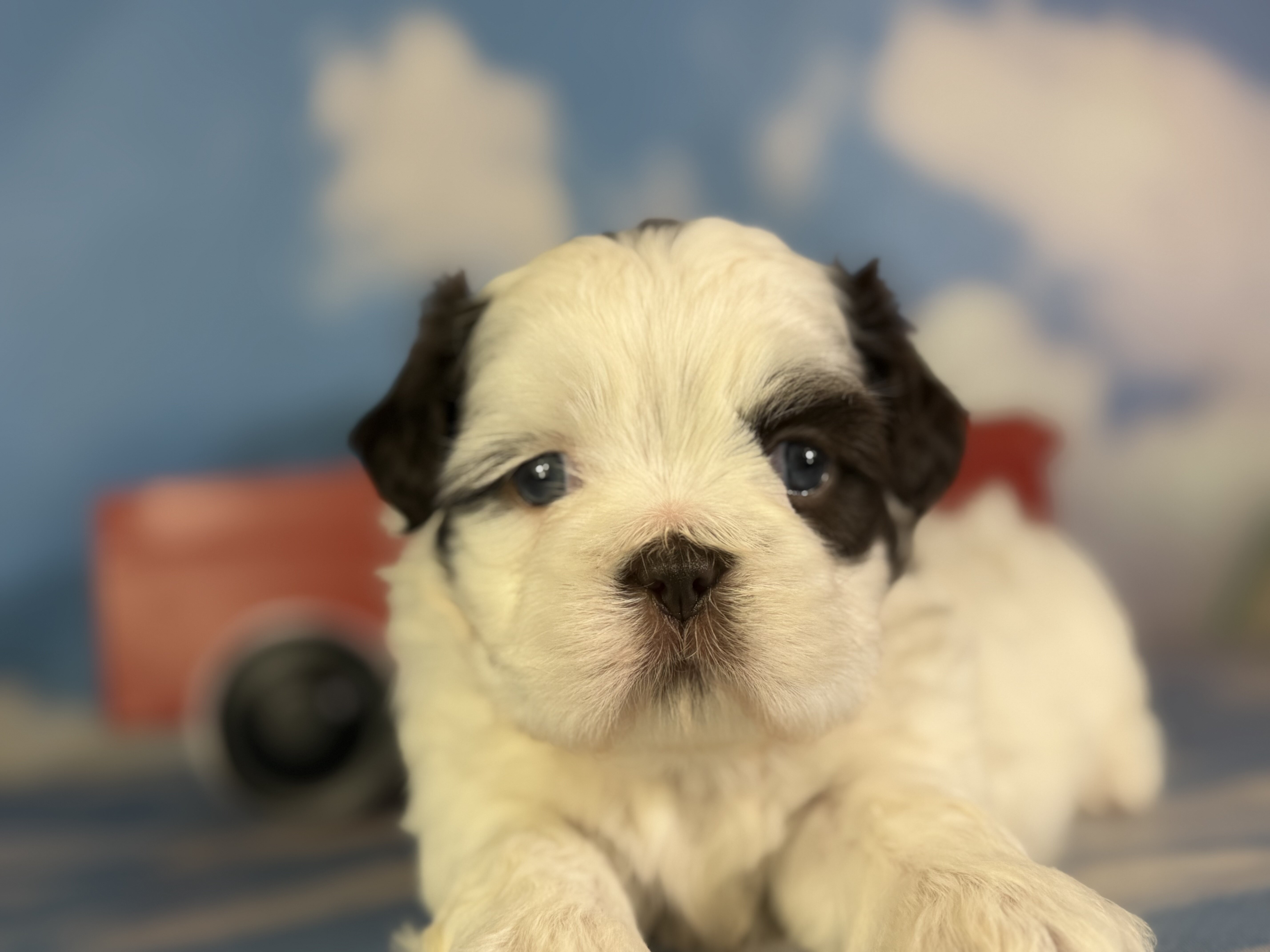 Reese Male ACA Shihtzu image 4