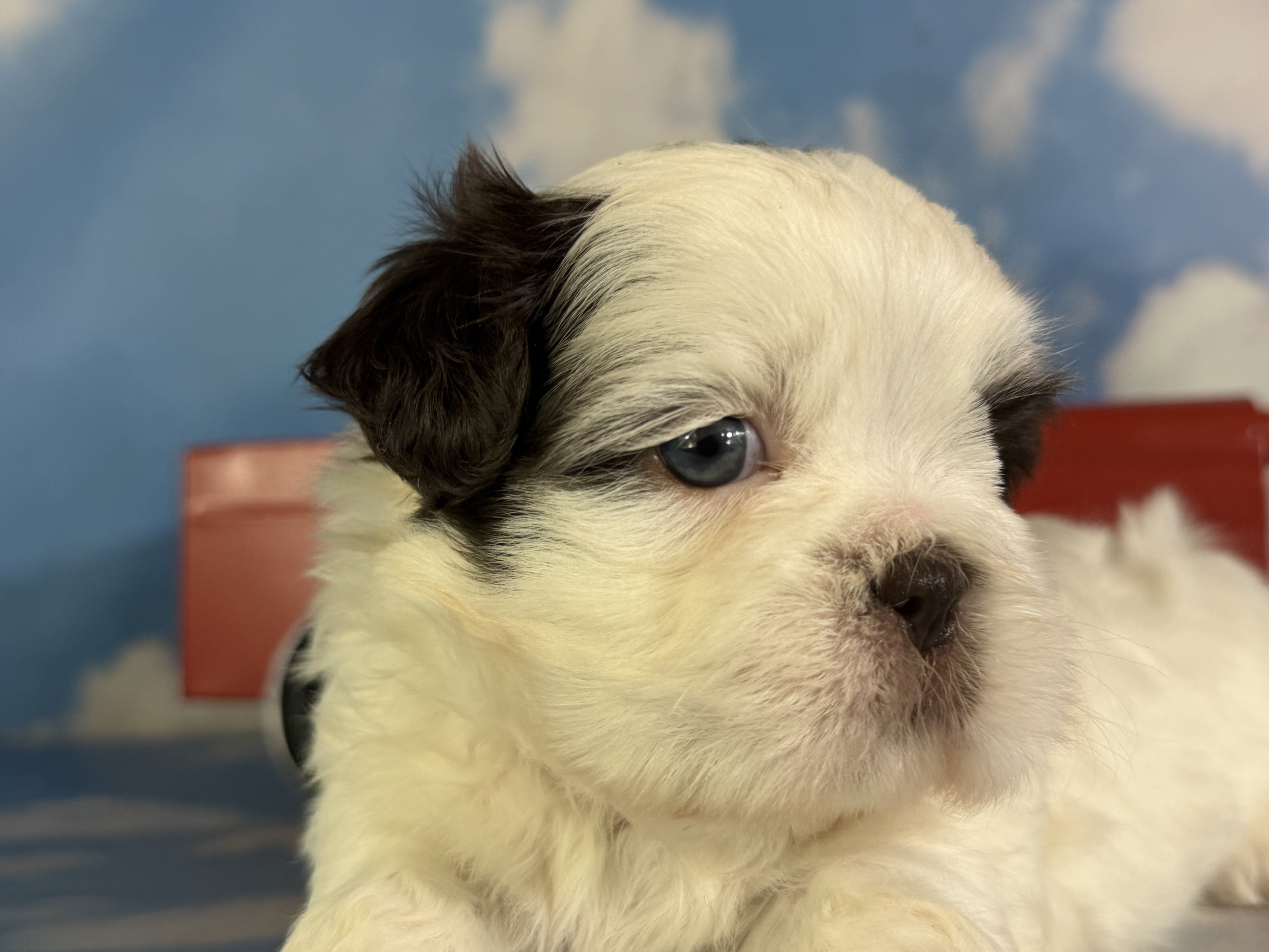 Reese Male ACA Shihtzu image 2