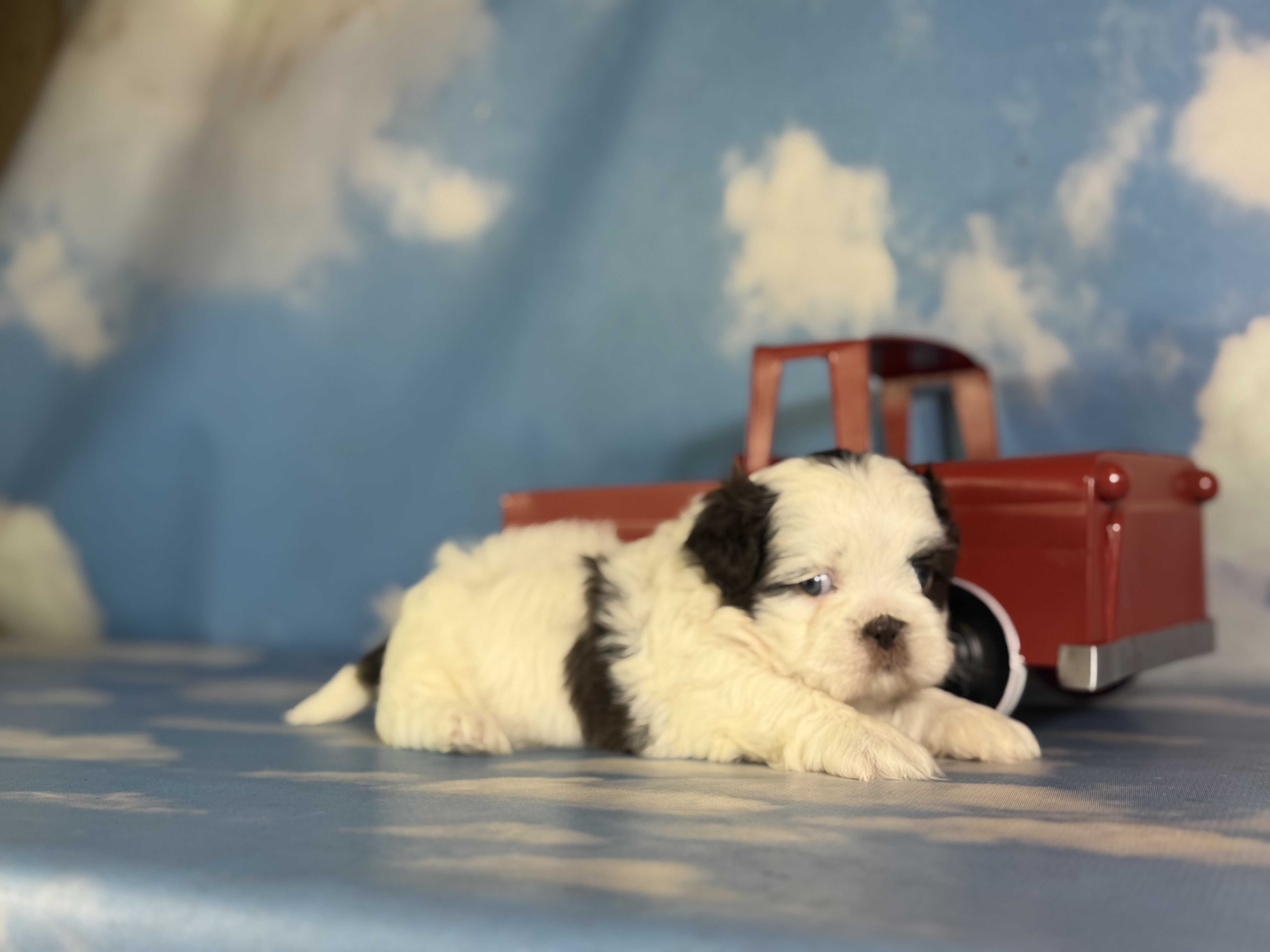 Reese Male ACA Shihtzu image 6