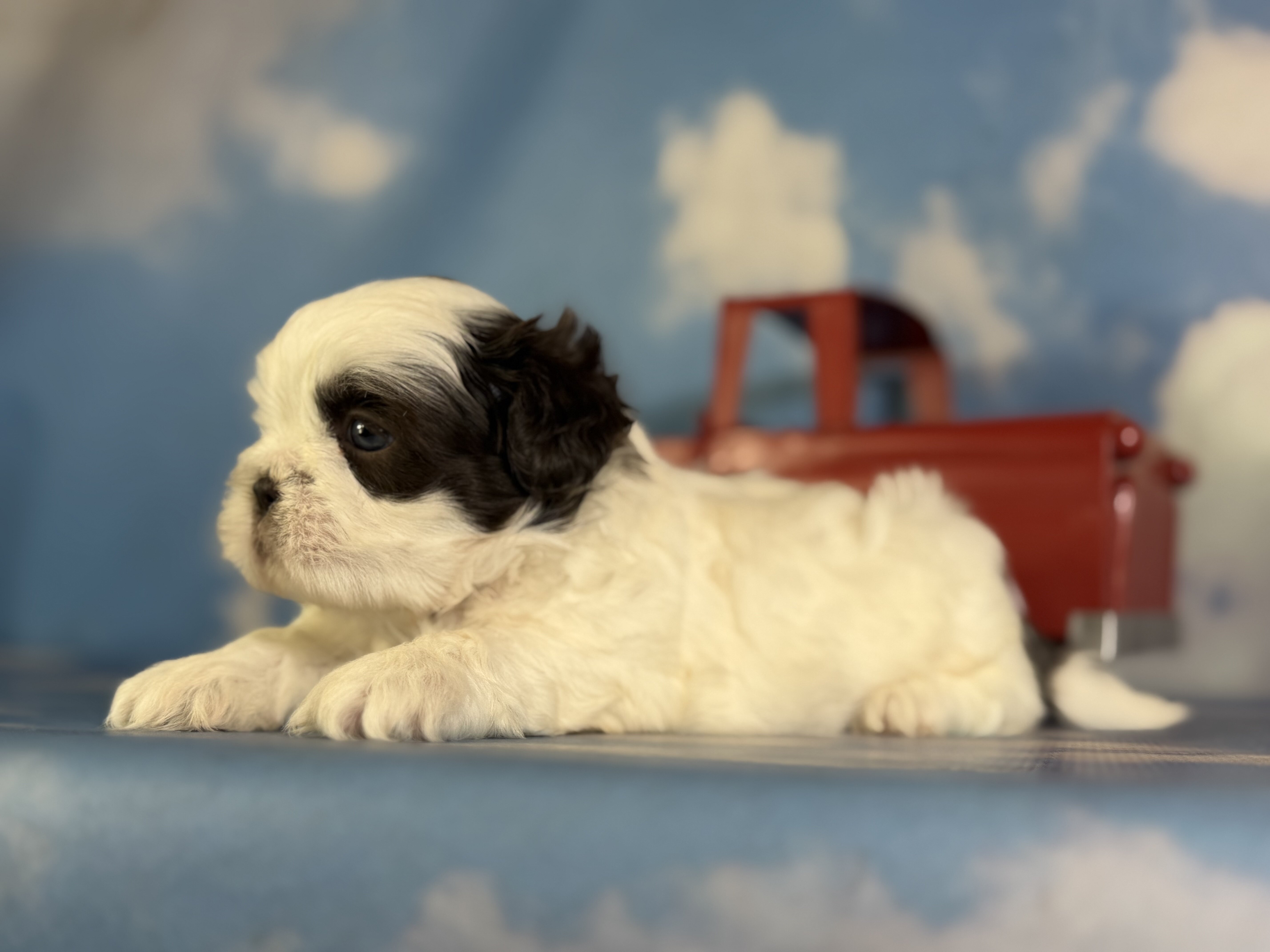Reese Male ACA Shihtzu image 5