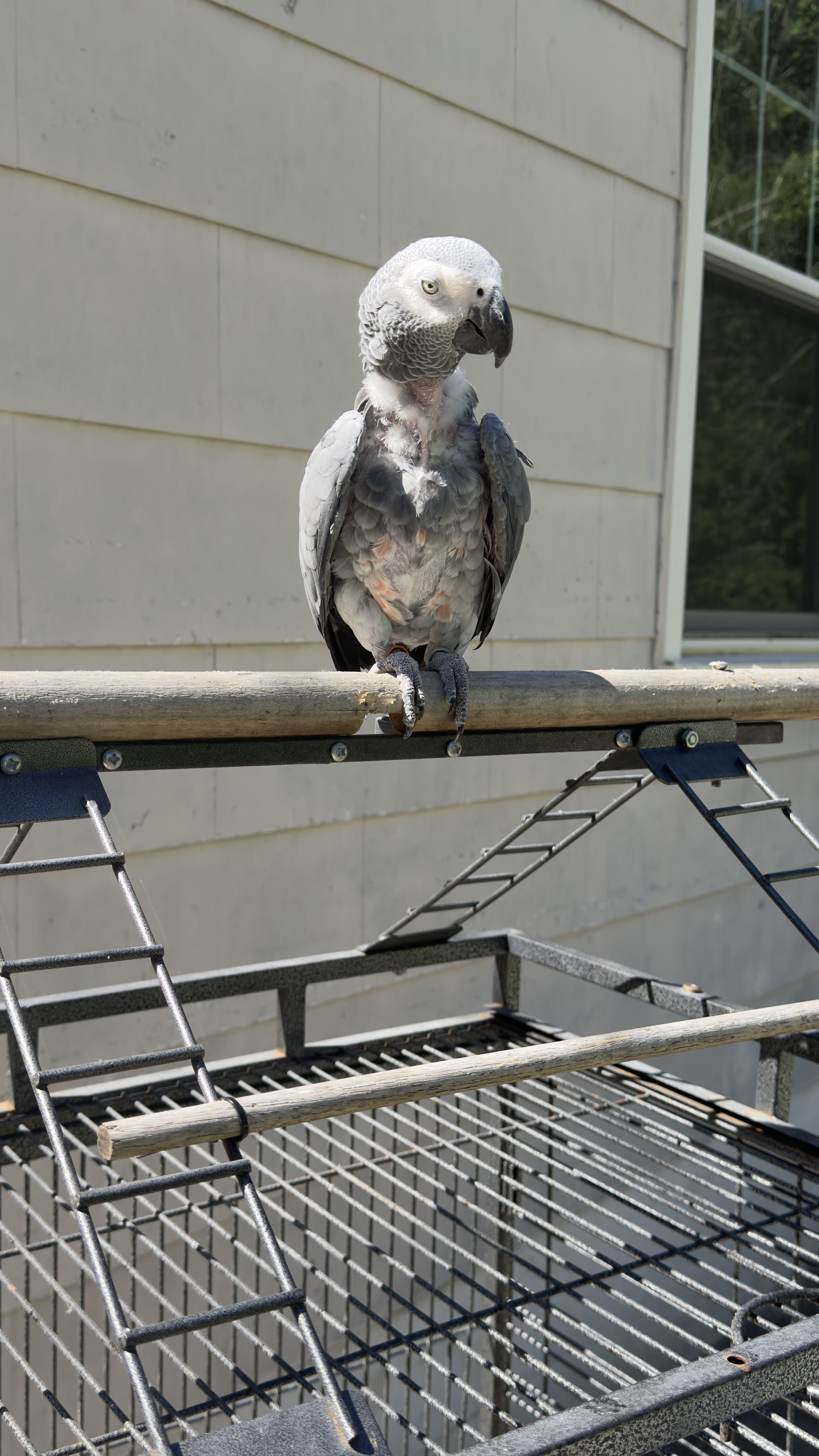 Female African Grey image 3