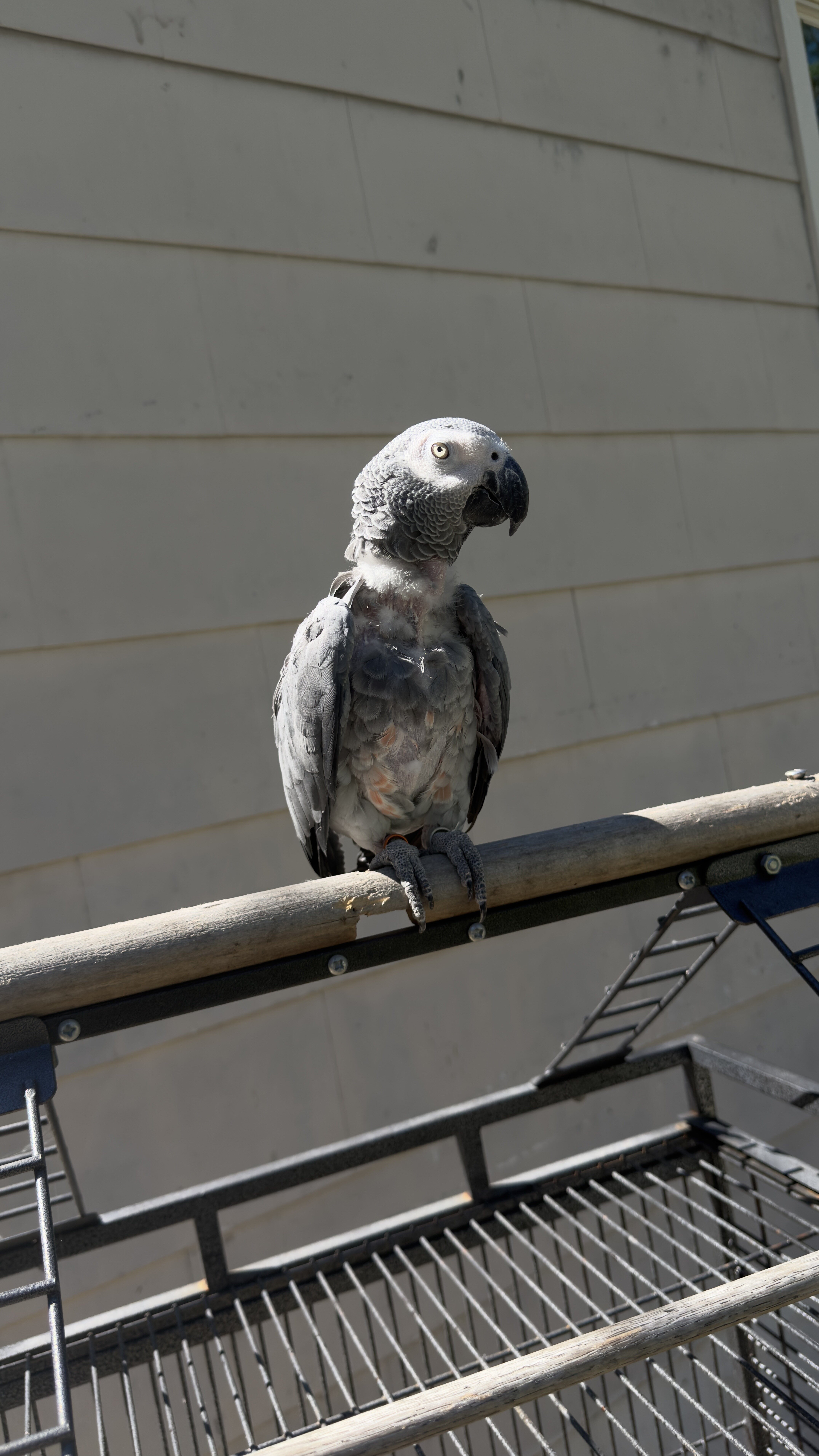 Female African Grey image 2