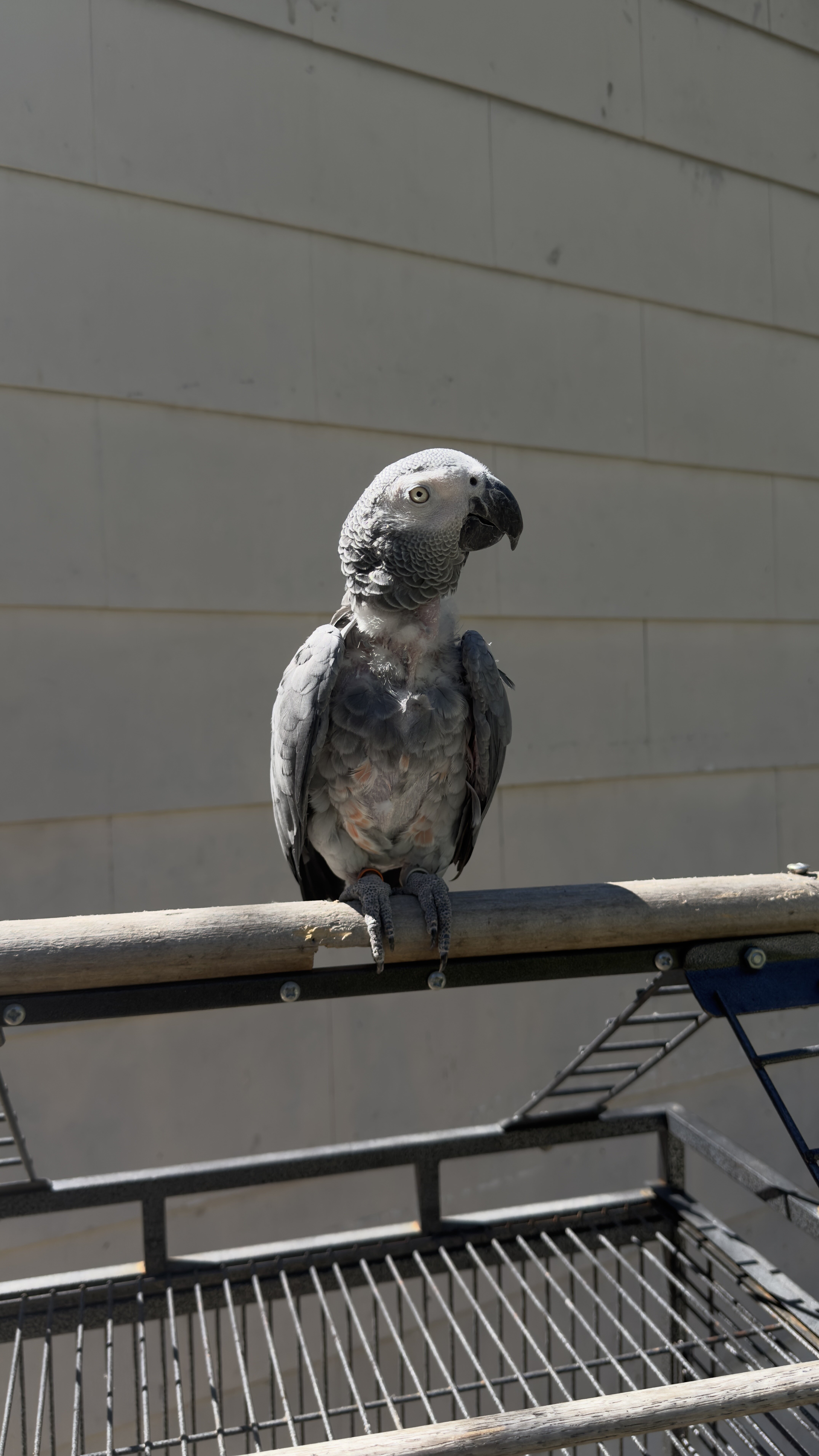 Female African Grey image 1