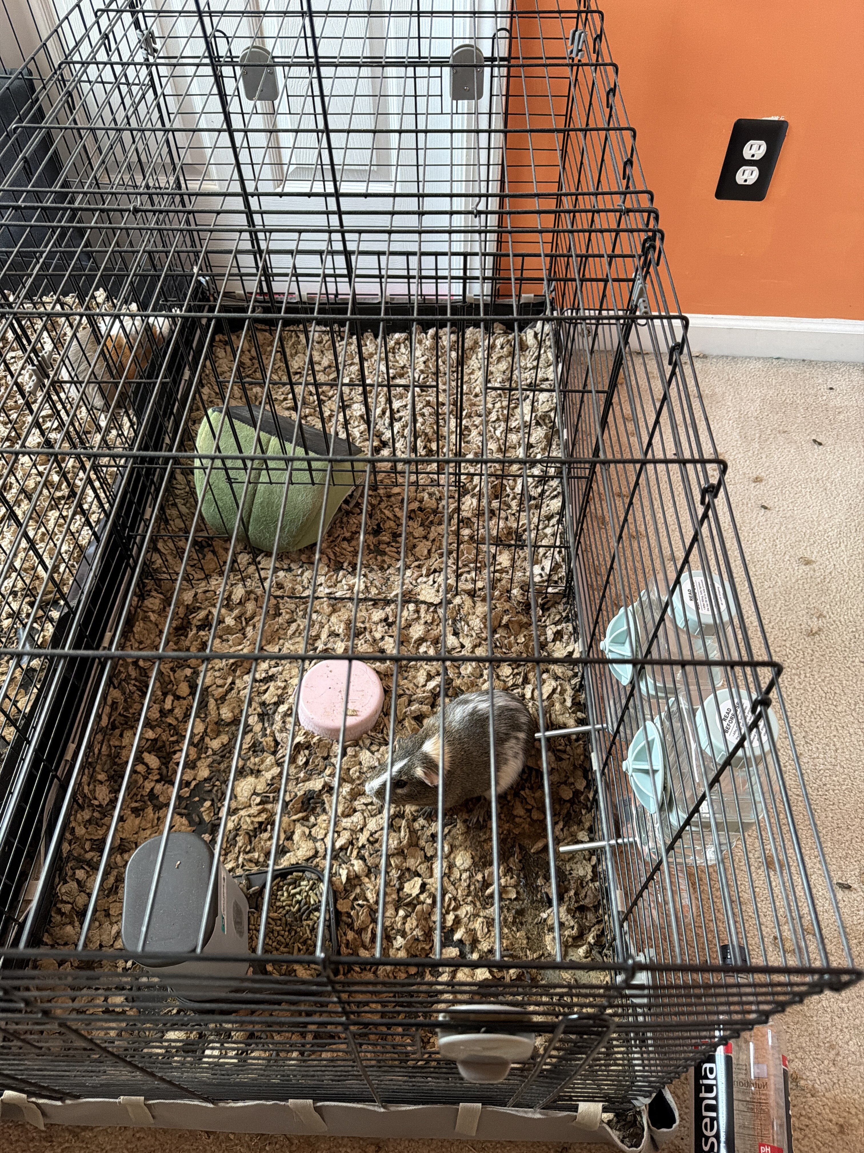 3 Guinea Pigs image 1