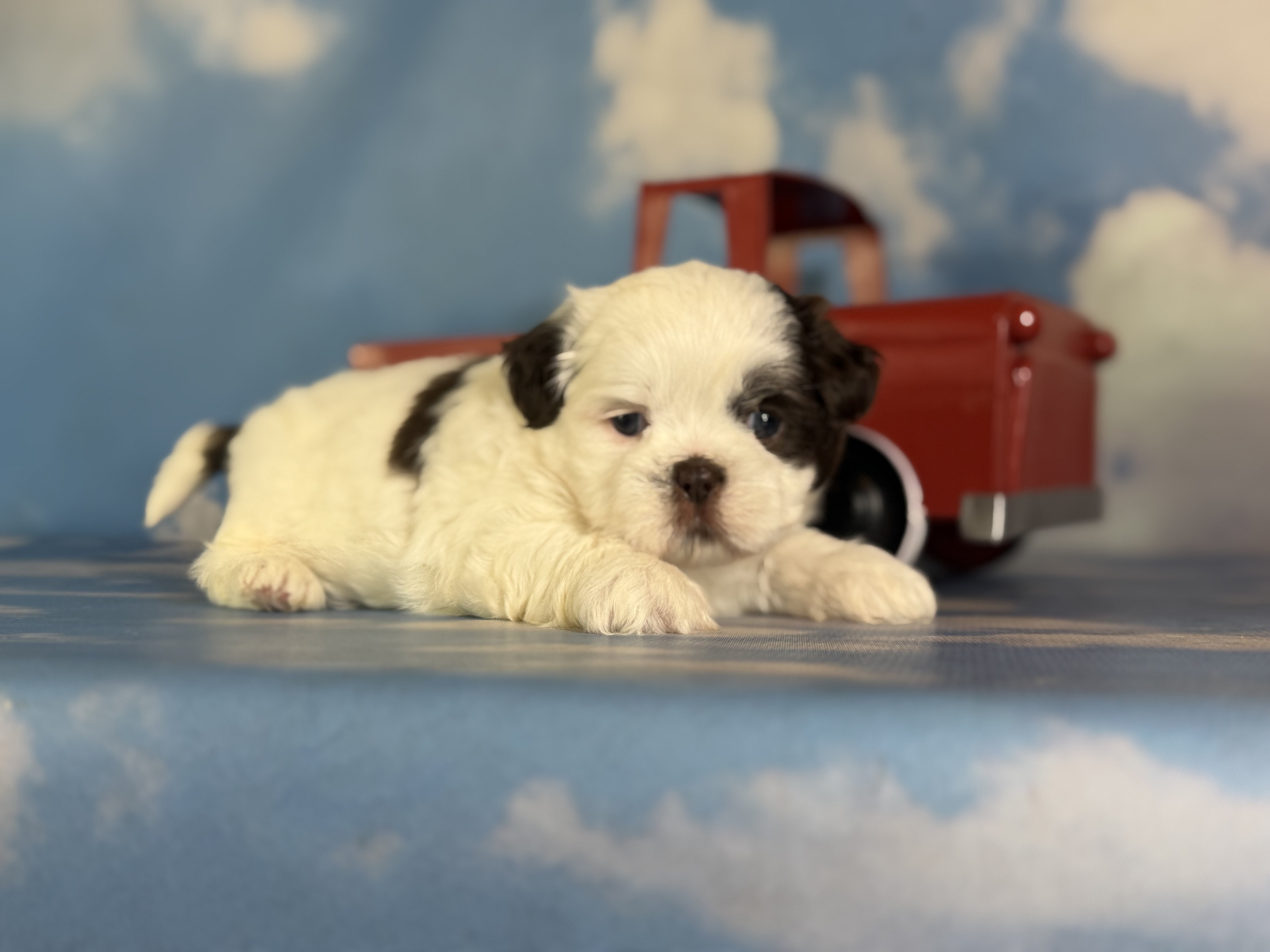 Snickers Male ACA Shihtzu image 4
