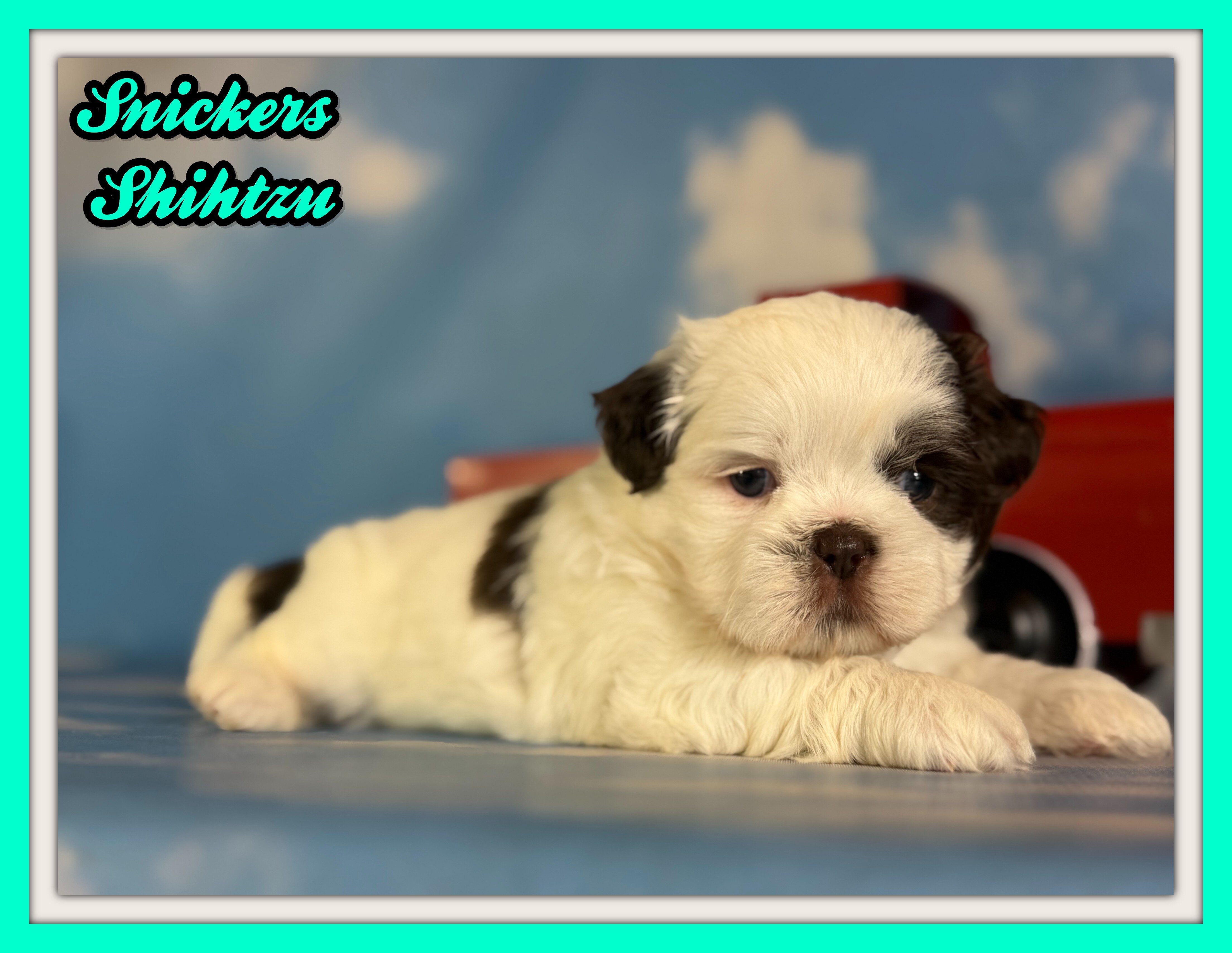 Snickers Male ACA Shihtzu image 1