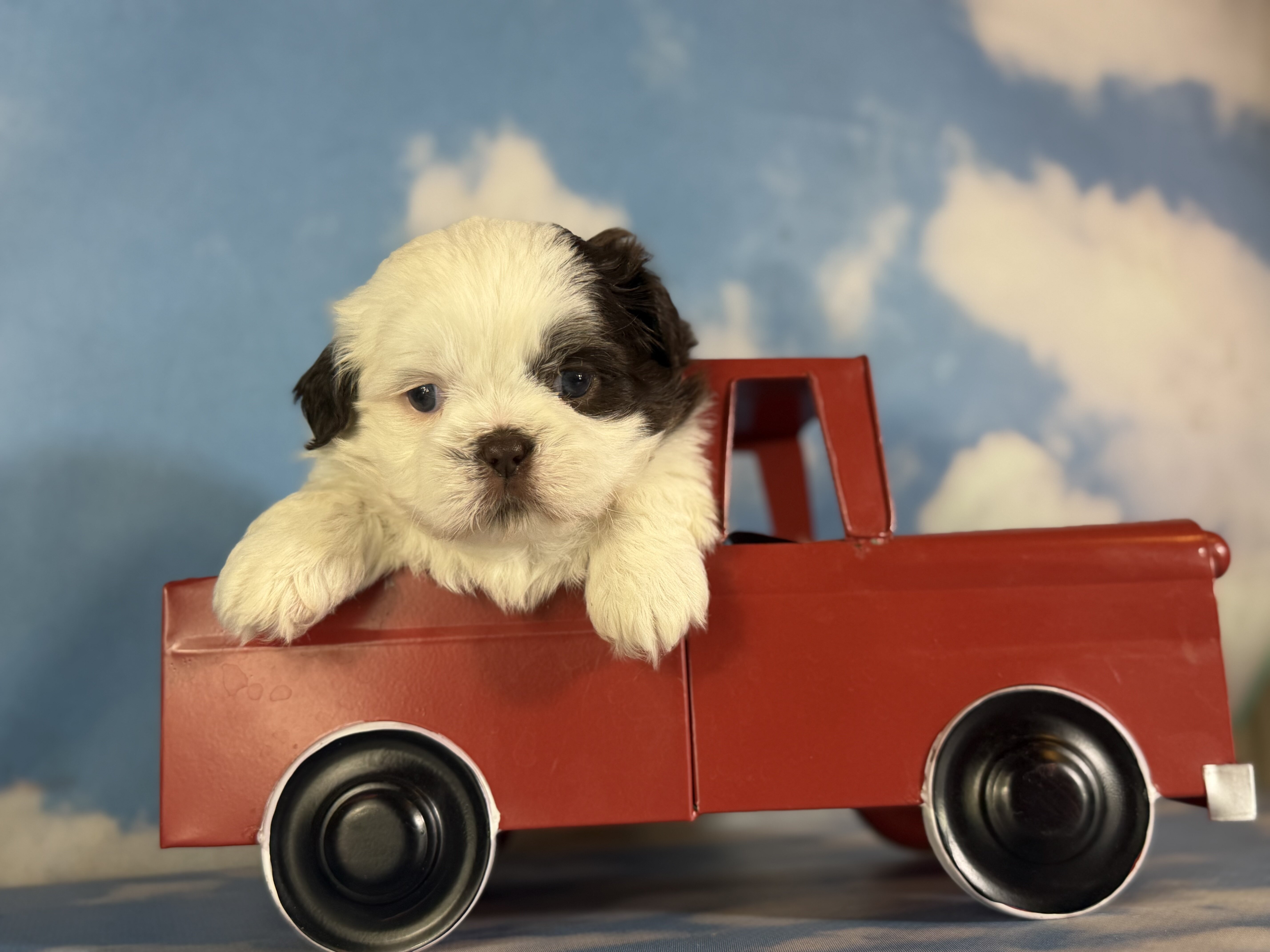 Snickers Male ACA Shihtzu image 12
