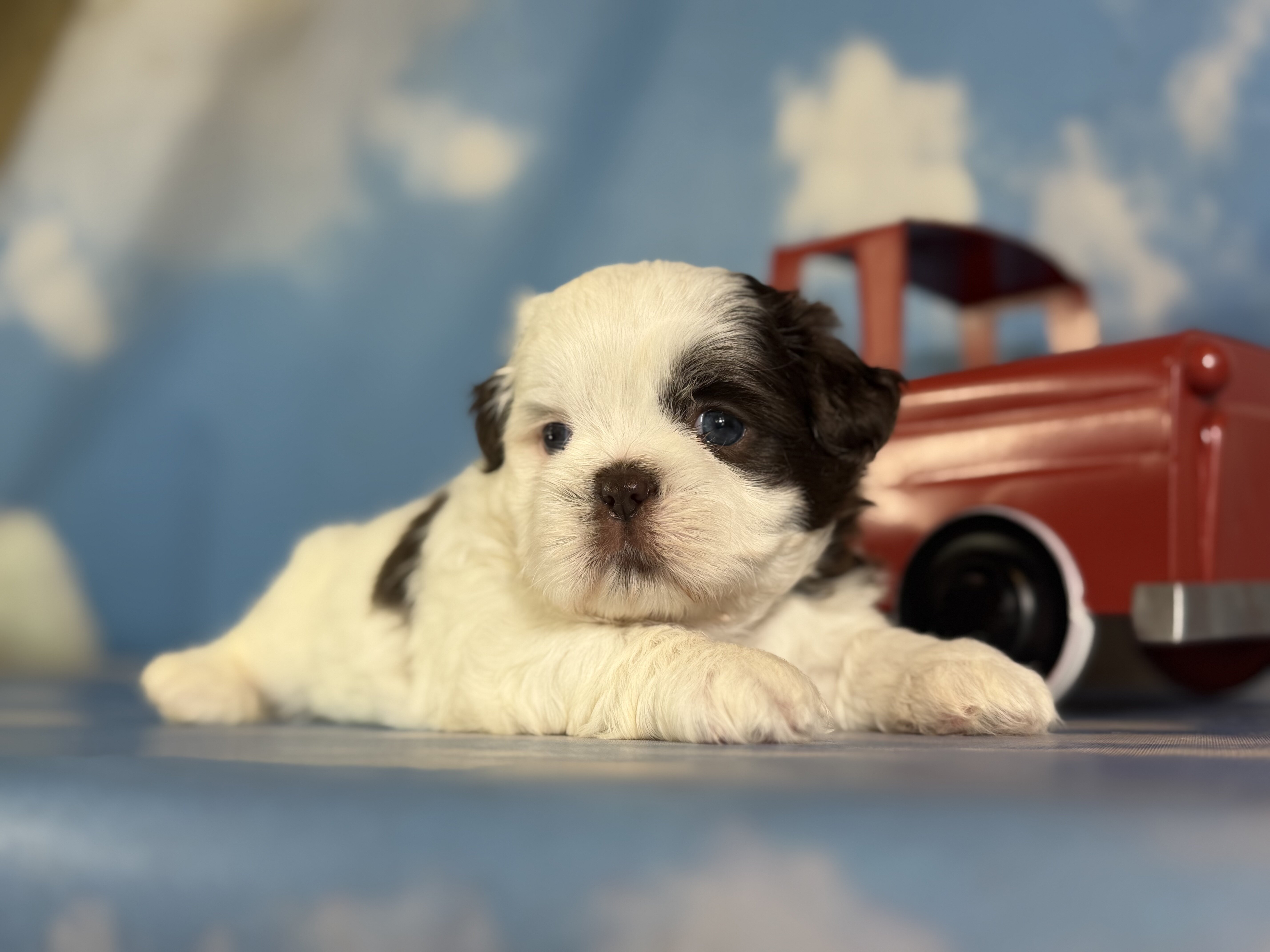 Snickers Male ACA Shihtzu image 2