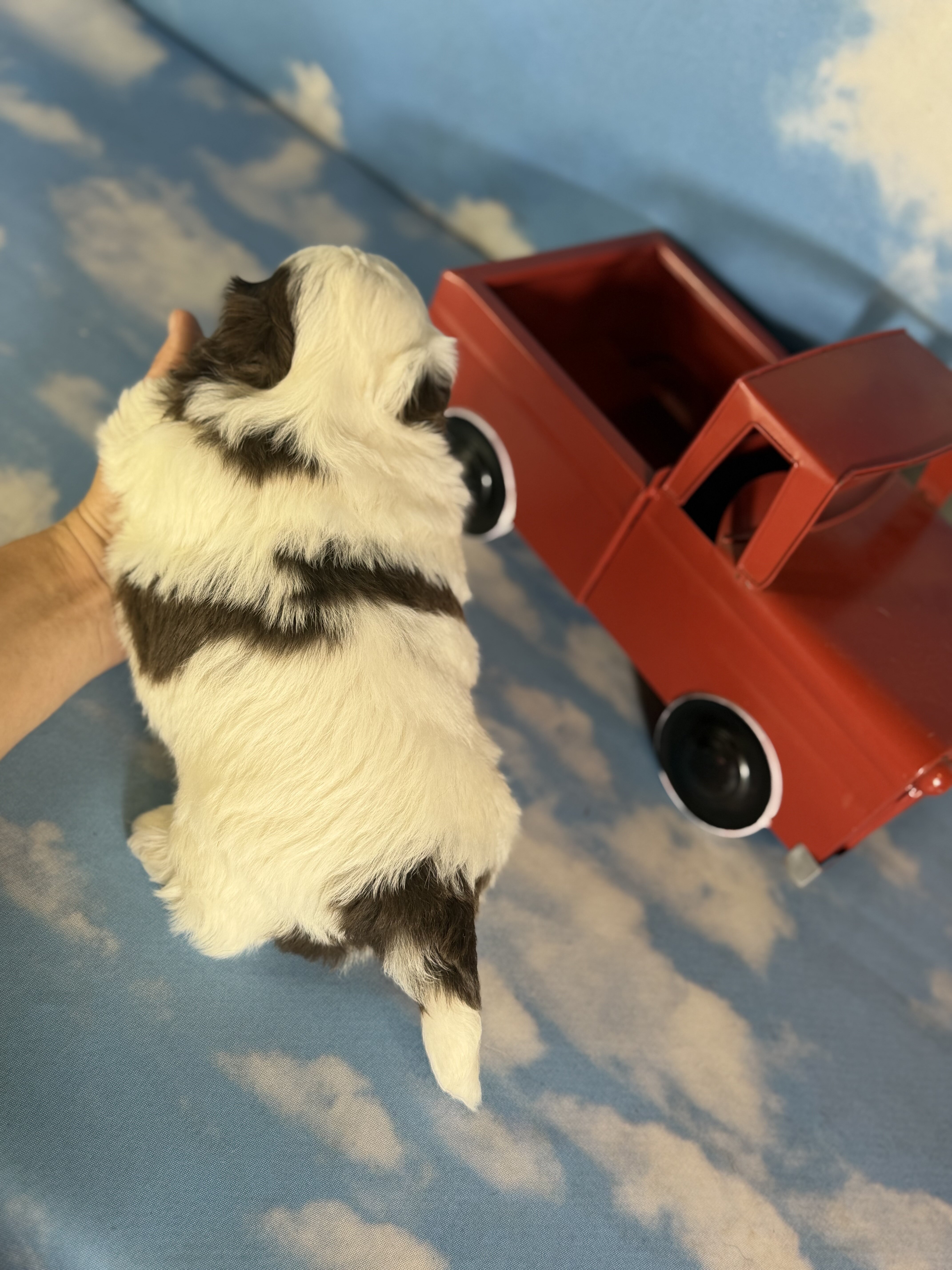 Snickers Male ACA Shihtzu image 5