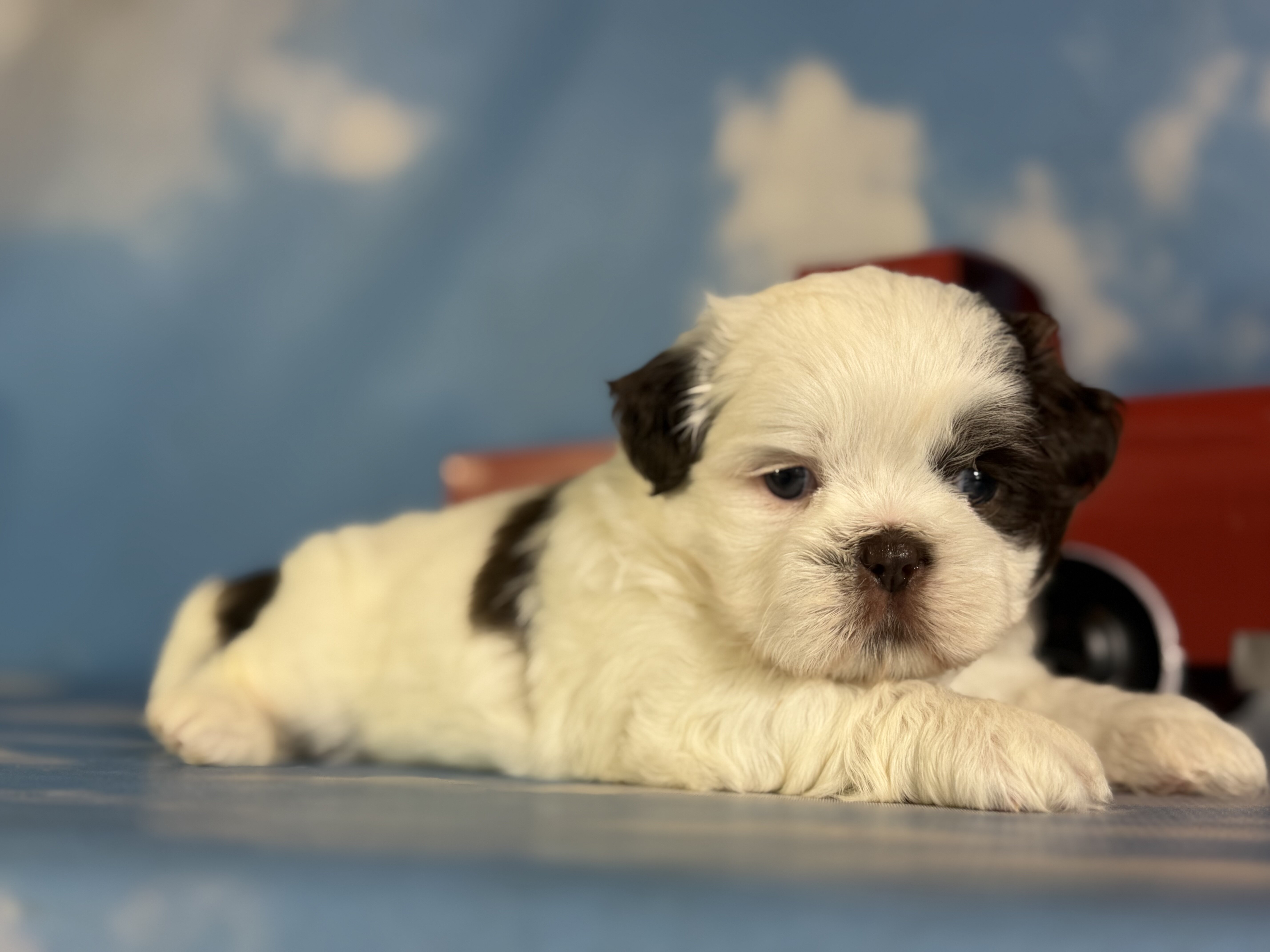 Snickers Male ACA Shihtzu image 3