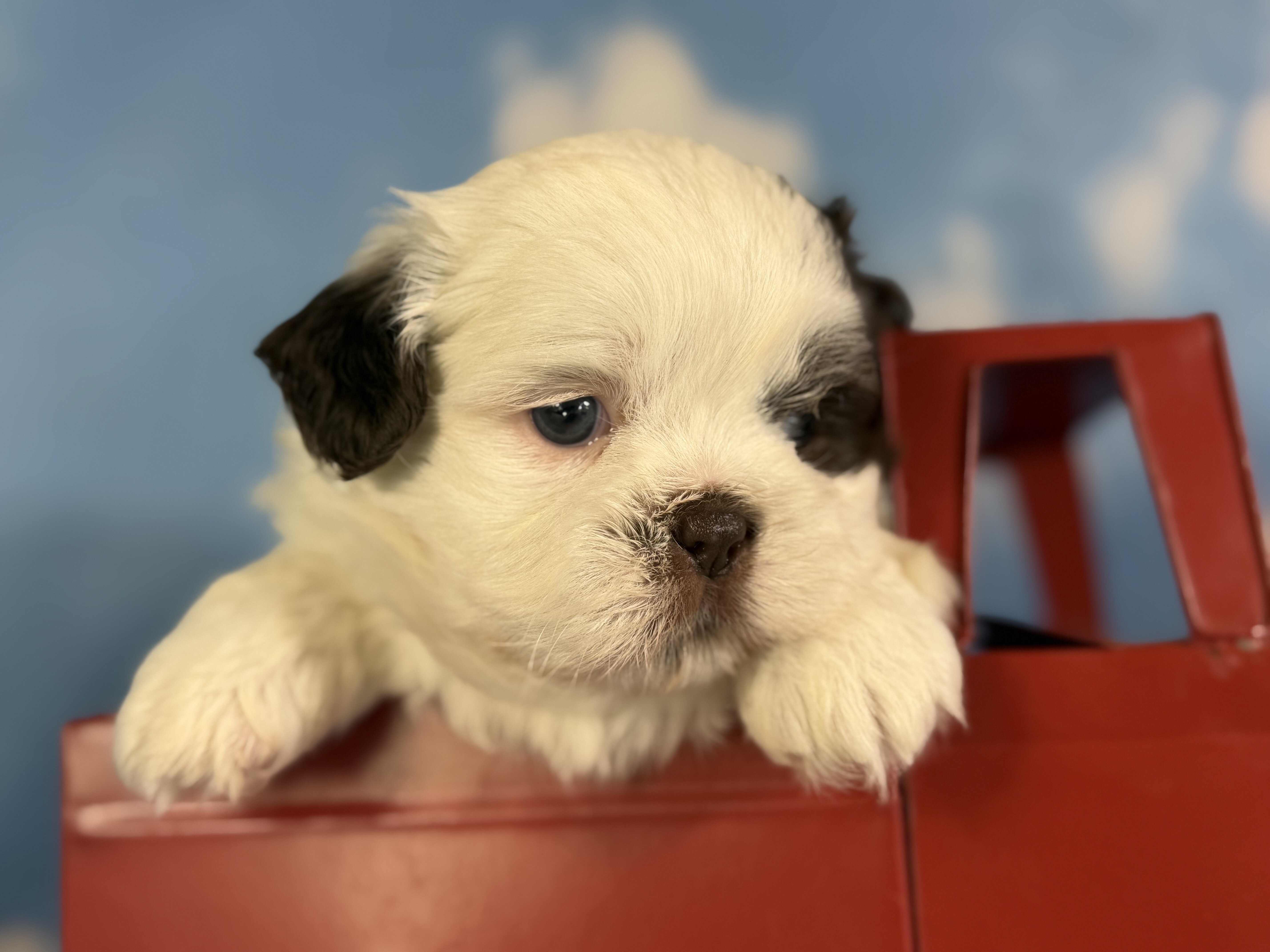 Snickers Male ACA Shihtzu image 11