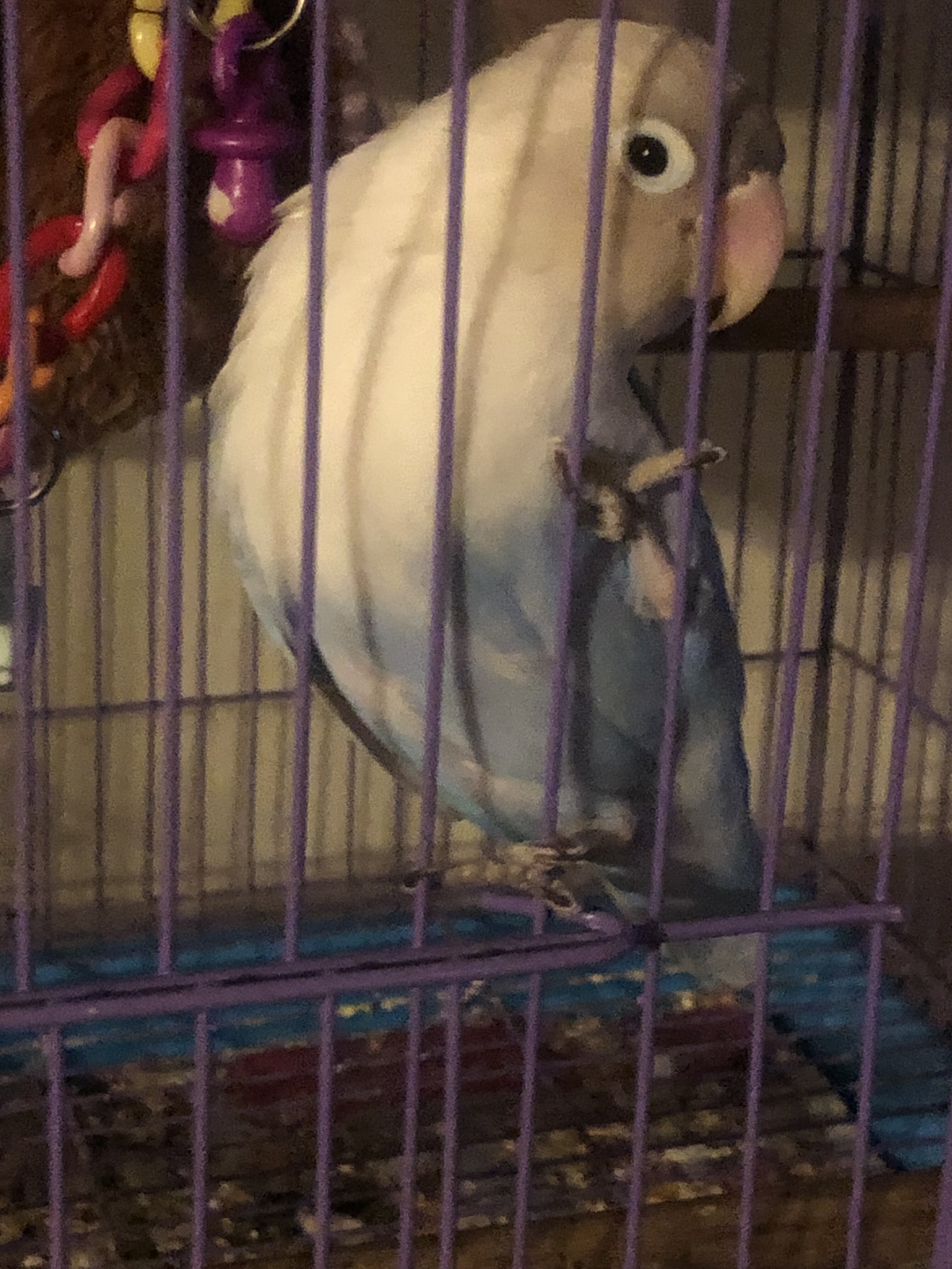 Lovebird image 1