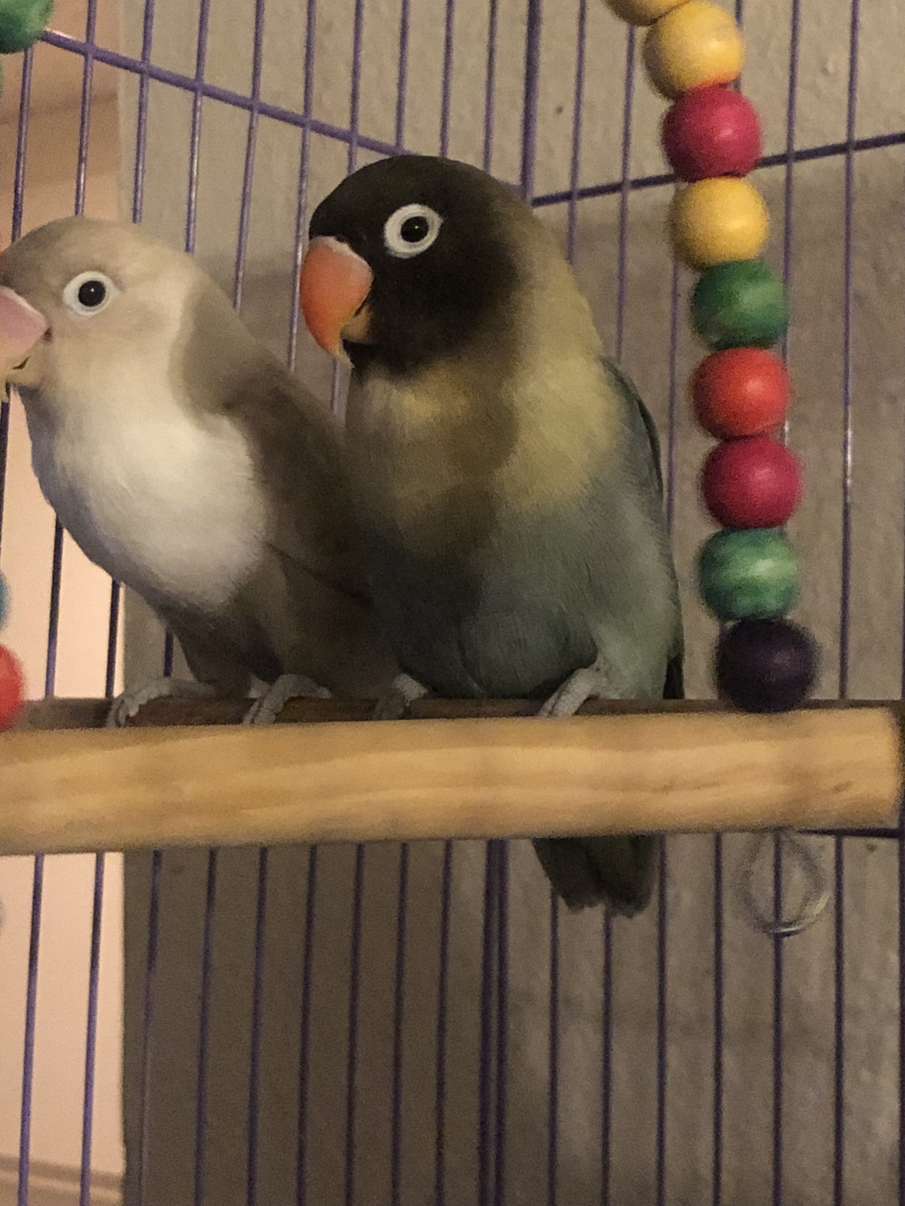 Lovebird pair image 3